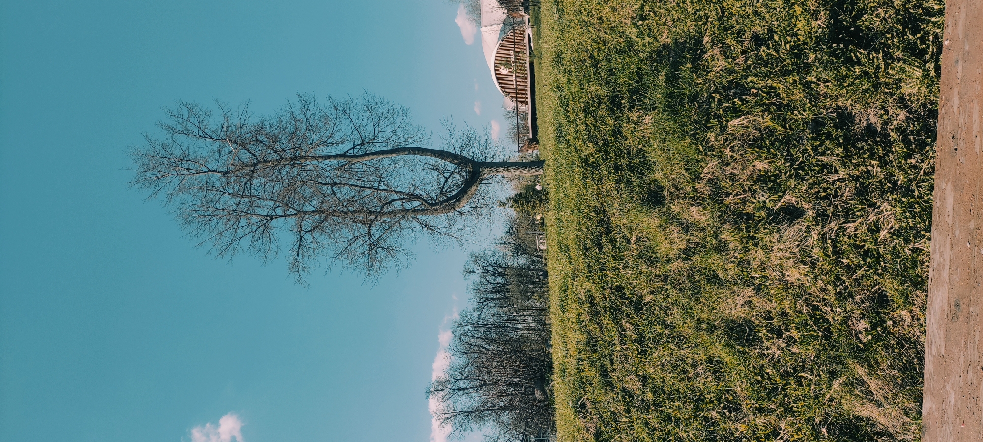 The image shows a landscape scene in what appears to be a park or natural area. A bare tree stands prominently against a clear, blue sky with some wispy clouds. The ground is covered in green grass, and there is a structure in the background. Another row of trees is visible behind the main tree, with what appears to be buildings in the far background. A cement wall can be seen on the right side. The location is Grebnevo, Russia.