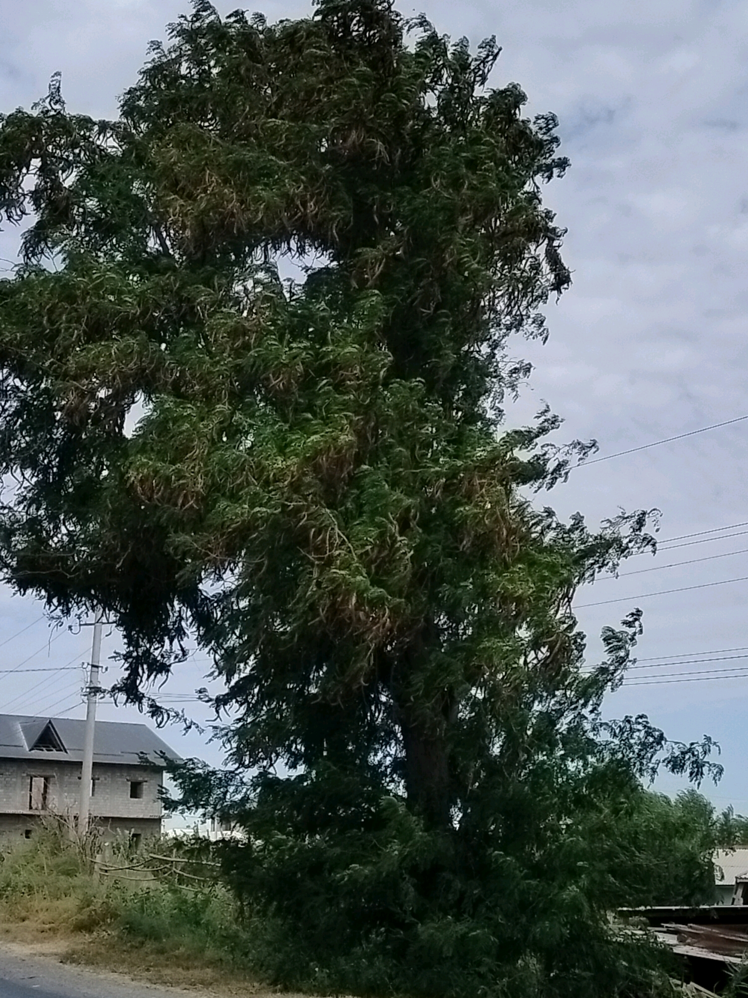A tall, dense tree with dark green foliage dominates the center of the image. The tree's branches are thick and spread widely, with some appearing dry or brown amongst the green leaves. In the background, to the left, a multi-story building under construction is visible. The building is made of grey concrete blocks and has a dark, sloped roof with visible rafters in an upper gable. A utility pole with multiple wires runs vertically on the left side of the frame, partially obscured by the tree. The sky is overcast with light grey clouds. The lower portion of the image shows a patch of dry grass and a paved road or path in the foreground. The scene appears to be in an outdoor, possibly semi-urban or rural setting. The location is identified as Kölkent, Kazakhstan.