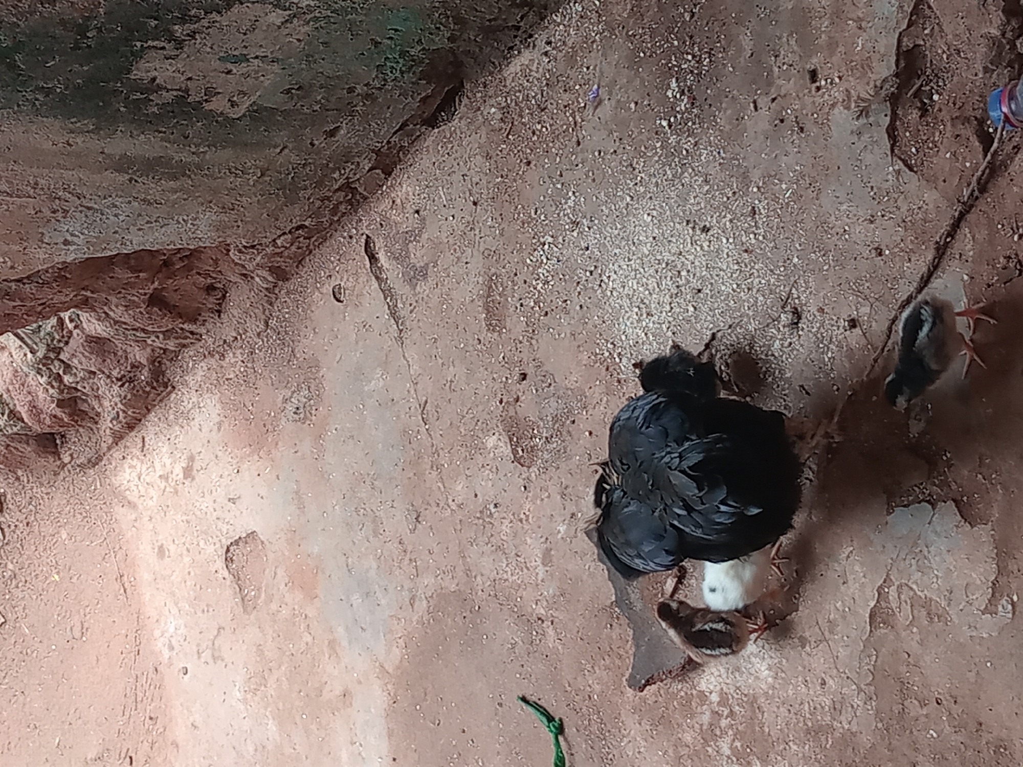 Location: Shagamu, Nigeria.
Scene: An enclosed space, possibly a shed or outbuilding, with rough, textured walls and a dirt floor. The walls are a mix of grey, brown, and off-white colors with visible signs of age and wear. The floor is an earthy brown with scattered small grains or particles.
Subjects: A group of chicks is present. One larger chick is primarily black. There is at least one white chick and another that appears to be brown or speckled.
Objects: A length of rope or string hangs down the right side of the frame, with a blue and red bottle cap attached at the end. A short piece of green string is visible on the lower left.
Actions: The chicks are gathered closely together, possibly huddling or feeding.
Interactions: The chicks are interacting with one another, staying close together.