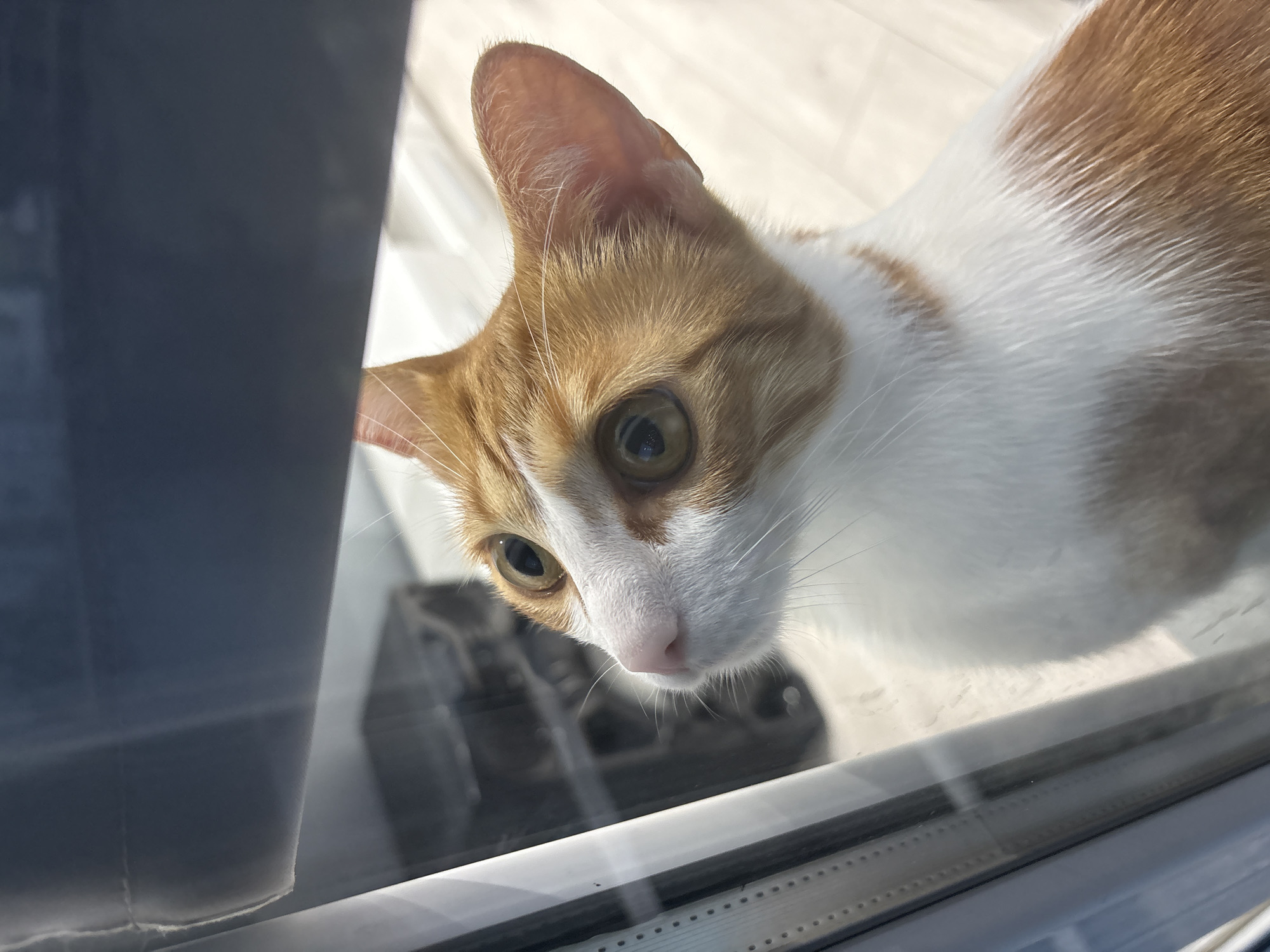 An orange and white cat with wide, curious eyes peers through a window. The cat's head and upper chest are visible, with its body extending out of frame to the right. The cat is looking upwards and to its left, its pink nose and whiskers prominent. The background is blurred, showing a dark object, likely a speaker, to the left and a light-colored floor to the right. A portion of a gray curtain hangs from the top of the frame. The image appears to have been taken indoors, with natural light coming from the right. There is no indication of the city of Pleven, Bulgaria, in the image or its surroundings.