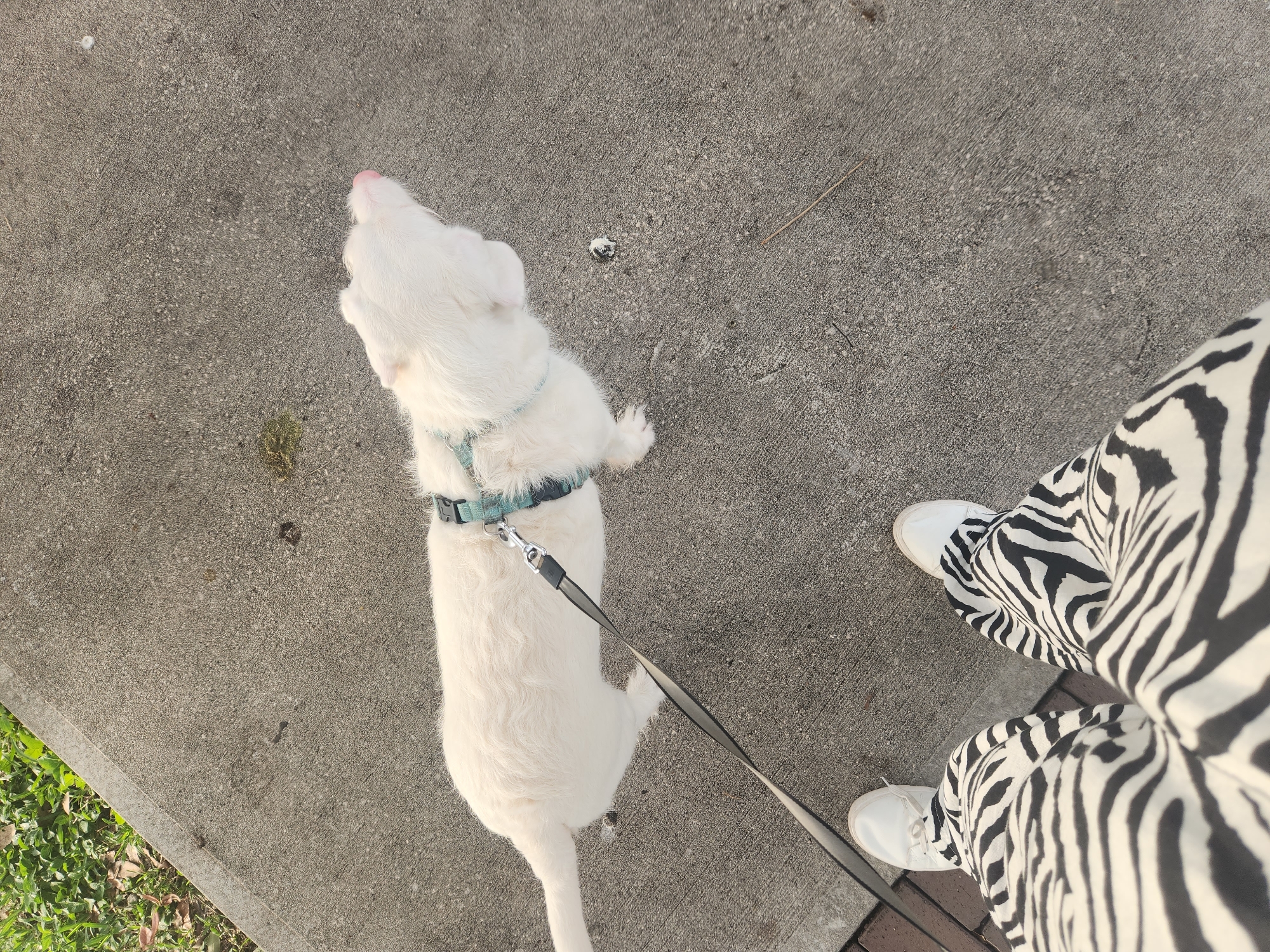 In Altamonte Springs, Florida, on a sunlit day, a person wearing white sneakers and striking zebra-patterned pants stands on a grey concrete sidewalk. Beside them, a white dog with a pink nose, wearing a teal harness and leash, looks to its right. The dog's leash extends towards the person's feet. The background shows a patch of green grass and some scattered leaves, suggesting a park or street-side setting.