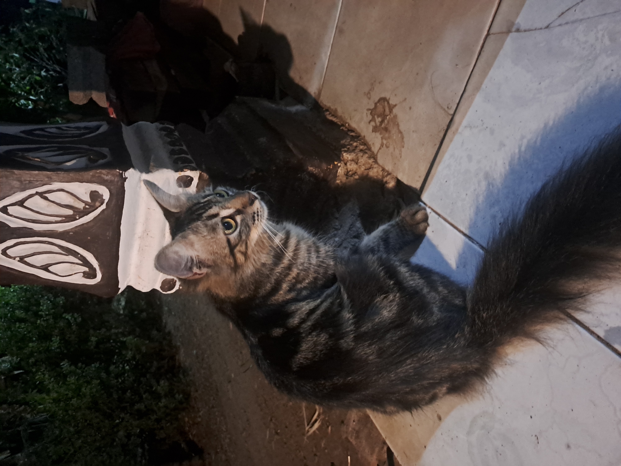 A tabby cat sits on a tiled surface at night, illuminated by artificial light. The cat is facing to the right of the frame and has its body angled towards the left. Its fur is striped in shades of brown and black, and its tail is long and bushy. Behind the cat is a dark, rough-textured object, possibly a planter or a pedestal with decorative carvings. To the left of this object are dark green bushes, indicating an outdoor environment. The tiled surface appears to be a pathway or patio. The overall scene suggests a quiet evening in a residential area or garden, possibly in Sumberejo, Indonesia, given the context. There are no people or other animals visible in the image.