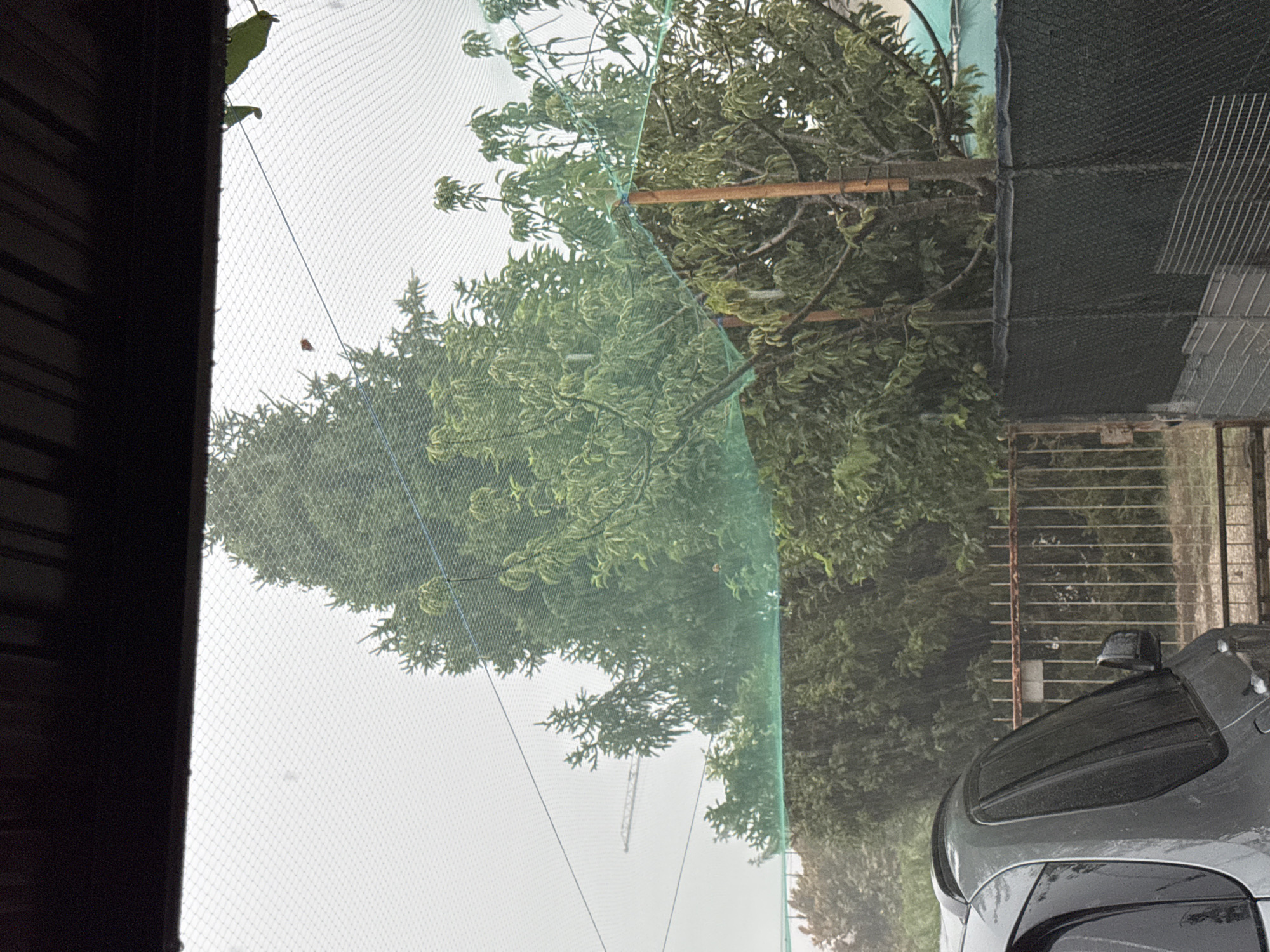 The image shows a view through a netted screen of trees and a car. The scene is outdoors, with a focus on the lush green foliage of several trees. A light-colored, possibly grey, car is parked on the right side of the frame, partially visible. The car appears wet, suggesting recent rain. The sky is overcast, indicating a cloudy day, possibly with ongoing or recently finished precipitation. The netting in the foreground creates a textured filter over the scene, with diamond-shaped patterns visible. Some branches of the trees appear to be supported by a wooden pole and the netting itself. In the background, a fence is visible, along with hints of buildings or structures. A faint outline of a construction crane can be seen in the distance. The overall impression is of a slightly dreary, overcast day, possibly in a residential or semi-rural setting. No people are visible in the image. No text is present.