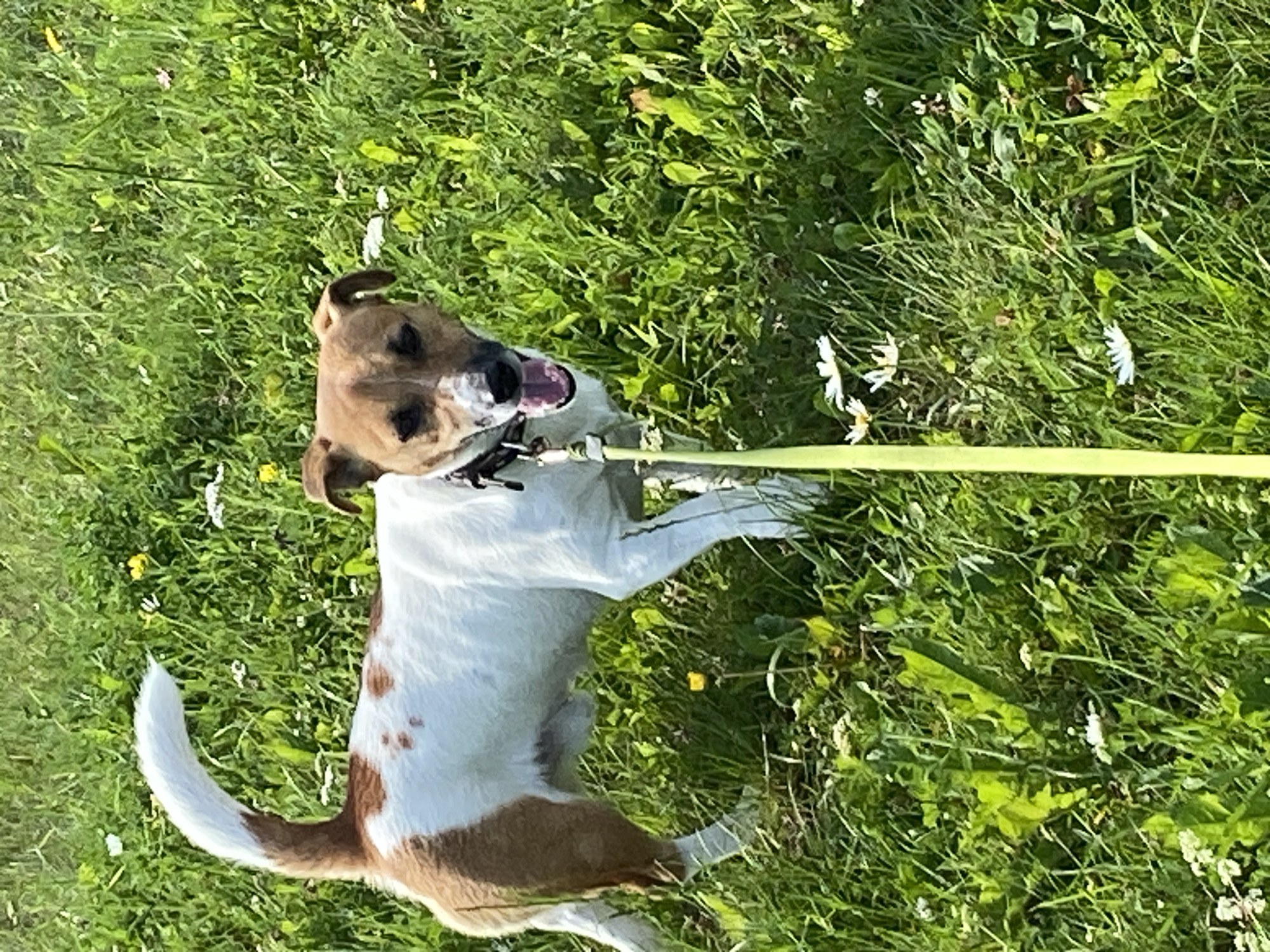 A medium shot shows a Jack Russell Terrier with white and tan markings standing on a grassy field filled with small white and yellow wildflowers under a bright sky. The dog is facing forward, with its tongue lolling out and its mouth open. It is wearing a dark collar and is attached to a bright yellow leash that extends out of frame to the right. The dog's tail is held high and curved. The background is out of focus, emphasizing the dog as the primary subject. The image does not depict any specific landmarks or context that would place it in Saint Petersburg, Russia.