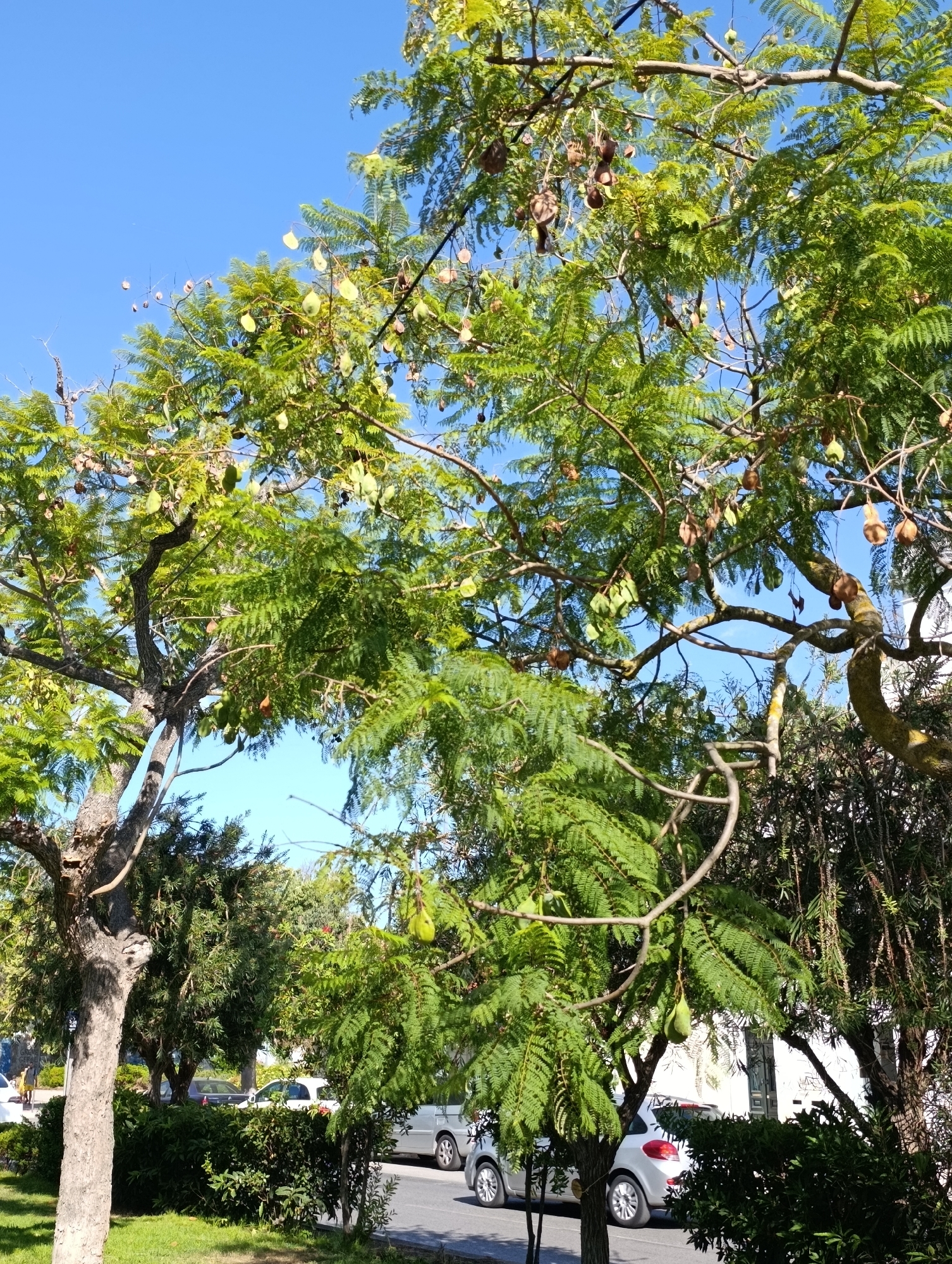 The image depicts a tree with lush green foliage and drooping seed pods, set against a clear blue sky. In the background, a white building with windows and a door is partially visible, along with several parked cars. The scene suggests an outdoor urban environment, likely a street or park area in Setúbal, Portugal. The lighting indicates it is daytime.