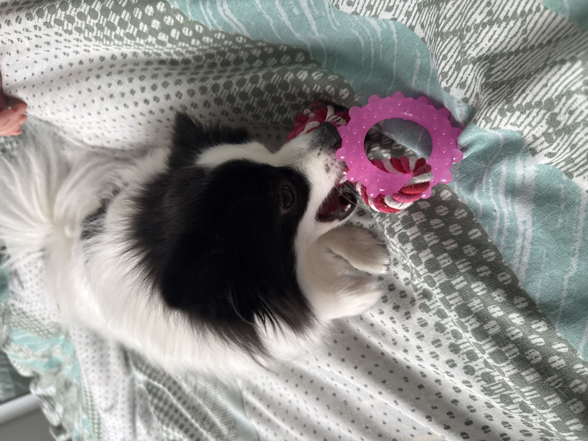 A black and white, fluffy dog is captured lying on patterned bedding, actively engaged with a toy. The dog, with prominent black patches on its head and body contrasting with its white fur and bushy tail, has its mouth open as it plays with a brightly colored toy. The toy consists of a vibrant pink, rubbery, gear-shaped component attached to a red and white twisted rope.
The dog is situated on bedding that features a light grey or white background with intricate dark grey dotted and checkered patterns, alongside sections with light greenish-blue stripes. This suggests an indoor setting, likely a bed or sofa in a home. A small portion of a human hand is visible in the upper left corner of the frame, hinting at human presence or interaction nearby. The lighting in the image appears bright and natural, indicating it is daytime. The dog's posture and interaction with its toy convey a playful and engaged mood. No visible text is present in the image. This scene takes place indoors, potentially within a residence in Stara Zagora, Bulgaria.