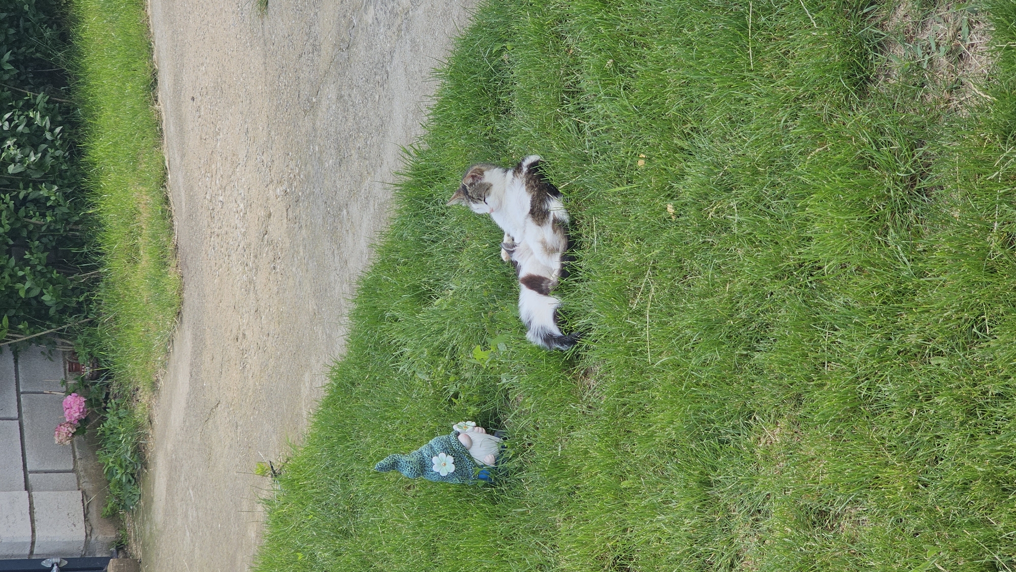 The image presents an outdoor scene in Tsarkva, Bulgaria, under clear daylight. A domestic cat, exhibiting a white and mottled brown/black fur pattern, is positioned on its back/side on green grass in the lower right portion of the frame, appearing to be resting with its eyes closed. To the left of the cat, a ceramic or resin garden gnome stands upright on the grass; it features a light blue pointed hat with a white flower embellishment, a white beard, and a light blue tunic. A concrete path or driveway horizontally bisects the mid-ground of the scene, separating the grass from the background elements. In the upper left background, a grey concrete block wall is partially visible, with a cluster of pink flowers and green foliage at its base. To the right of the wall, a dense line of various green bushes extends across the remainder of the background.