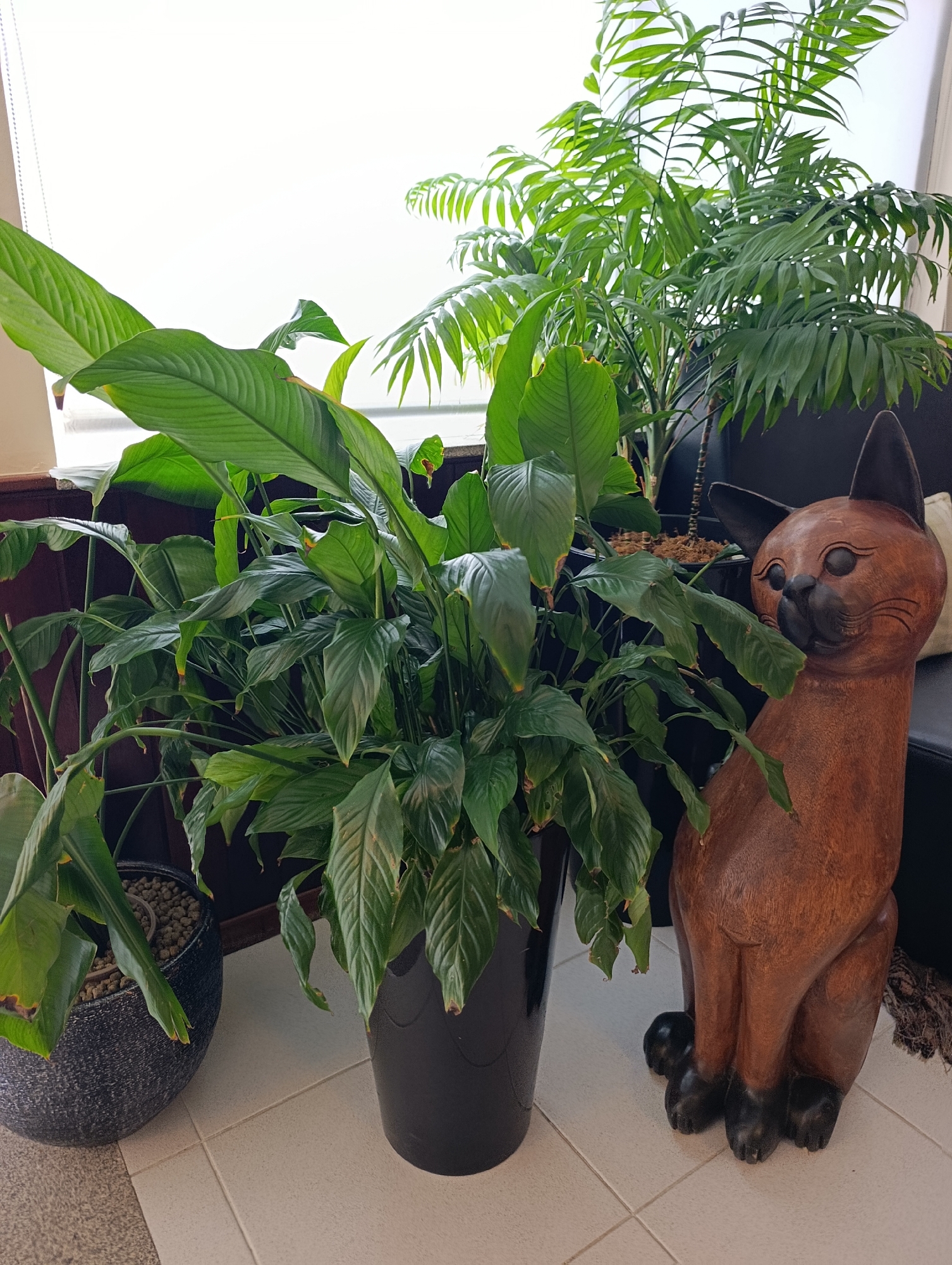 The image shows a group of indoor plants, a wooden cat sculpture, and a dark sofa, situated on a tiled floor near a large window with white blinds. The plants vary in size and type, with large, broad-leafed plants in the foreground and a taller, feathery-leafed plant in the background. The wooden cat sculpture, carved from a warm-toned wood, is positioned to the right of the plants. A dark sofa is visible behind the plants and sculpture. The lighting suggests an indoor environment, possibly a living room or office, with natural light filtering in from the window. The location is identified as Braga, Portugal. There are no people present in the image.