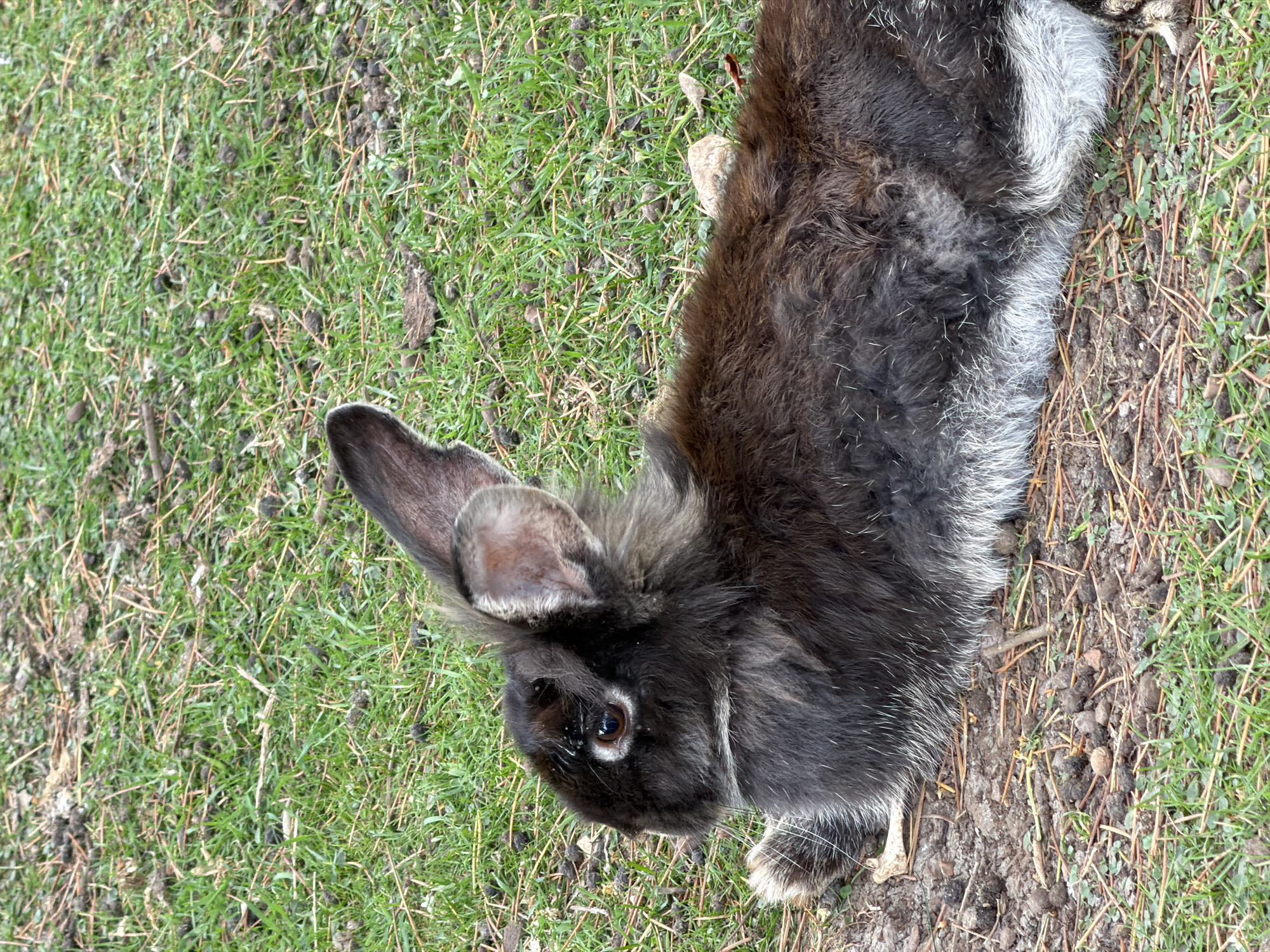 A black and gray rabbit lies on the ground composed of green grass and soil littered with pine needles. The rabbit is positioned diagonally in the frame, with its head on the left and body stretching towards the upper right. The rabbit has one ear erect, and its eye is visible. The scene is possibly located in the city of Budva, Montenegro.