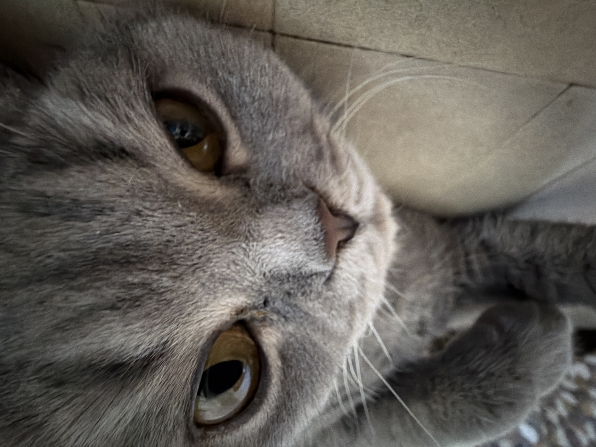 A close-up, slightly off-center, high-angle shot shows a gray cat. The cat is lying on its side, looking upwards with its amber eyes. The cat's face and part of its body are in focus, while the background appears blurred. The texture of the cat's fur is visible. A section of a beige surface appears at the top of the image. The exact location is not discernible from the image itself.