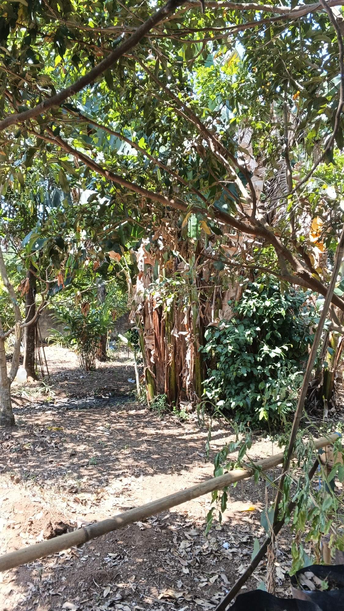 This is an outdoor scene in Karangjati, Indonesia, featuring a dense, overgrown garden or yard. The foreground is dominated by dry, brown soil scattered with fallen leaves, with a thick, light-brown wooden pole extending horizontally across the lower portion of the image. This pole appears to be part of a rudimentary fence or barrier, with some dead, leafy branches hanging from it.
In the midground, a large clump of banana trees with their characteristic brown, fibrous trunks stands prominently. To the left of the banana trees, there is a thin, lighter-colored tree trunk. Behind these, a dense wall of lush green foliage creates a thick backdrop. Further back, a grey concrete wall is visible, suggesting the property boundary. Sunlight filters through the canopy of the trees, creating dappled shadows on the ground. The overall impression is one of a natural, somewhat unkempt outdoor space with abundant vegetation. No people are visible in the scene.