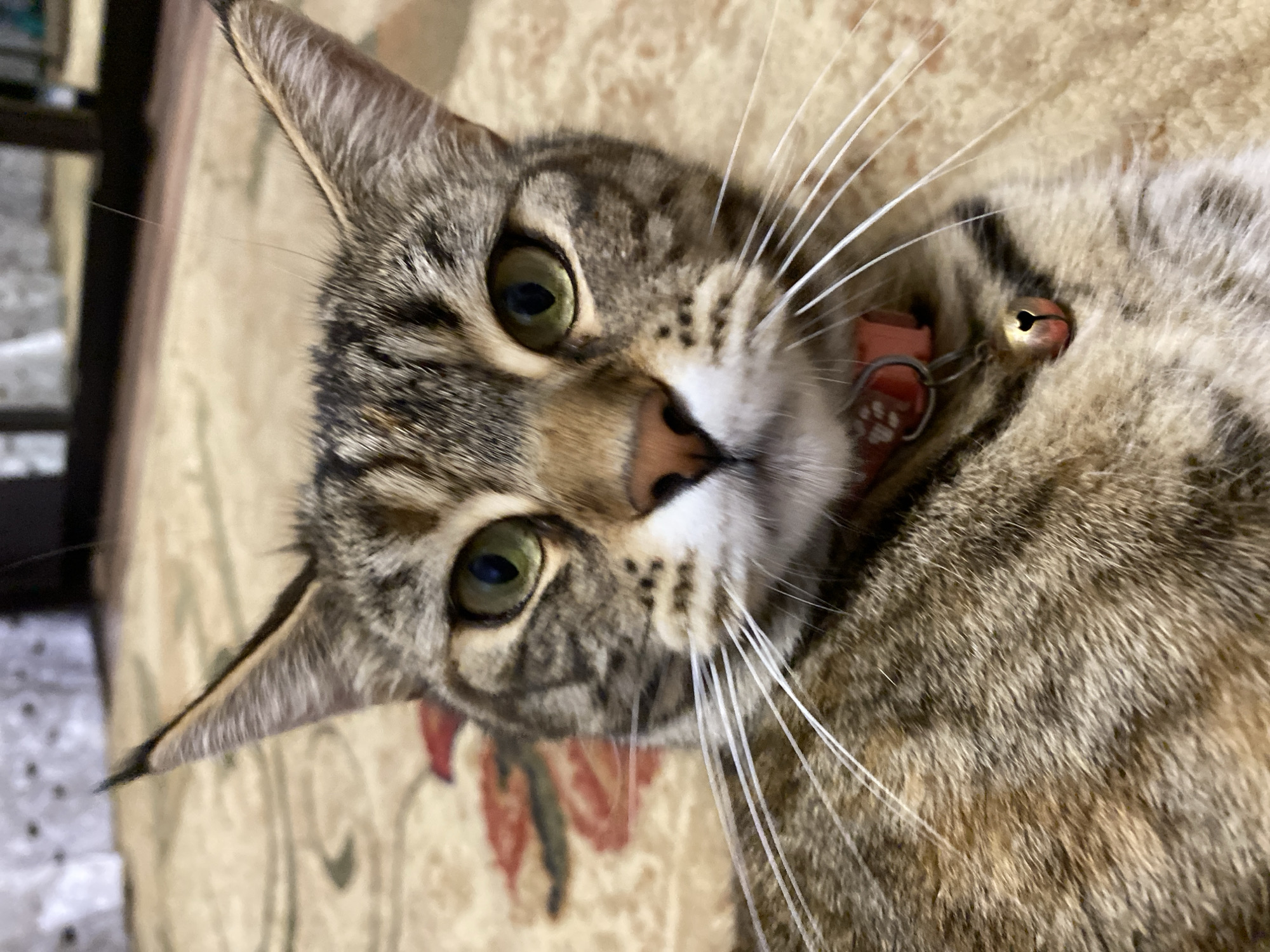 A close-up, eye-level shot shows the face of a tabby cat with green eyes, a pink collar with a bell, and white whiskers. The cat is lying on a patterned rug in what appears to be a home interior, possibly in Maykop, Russia. The background is blurred, showing furniture and a light-colored curtain. The lighting is soft and natural.