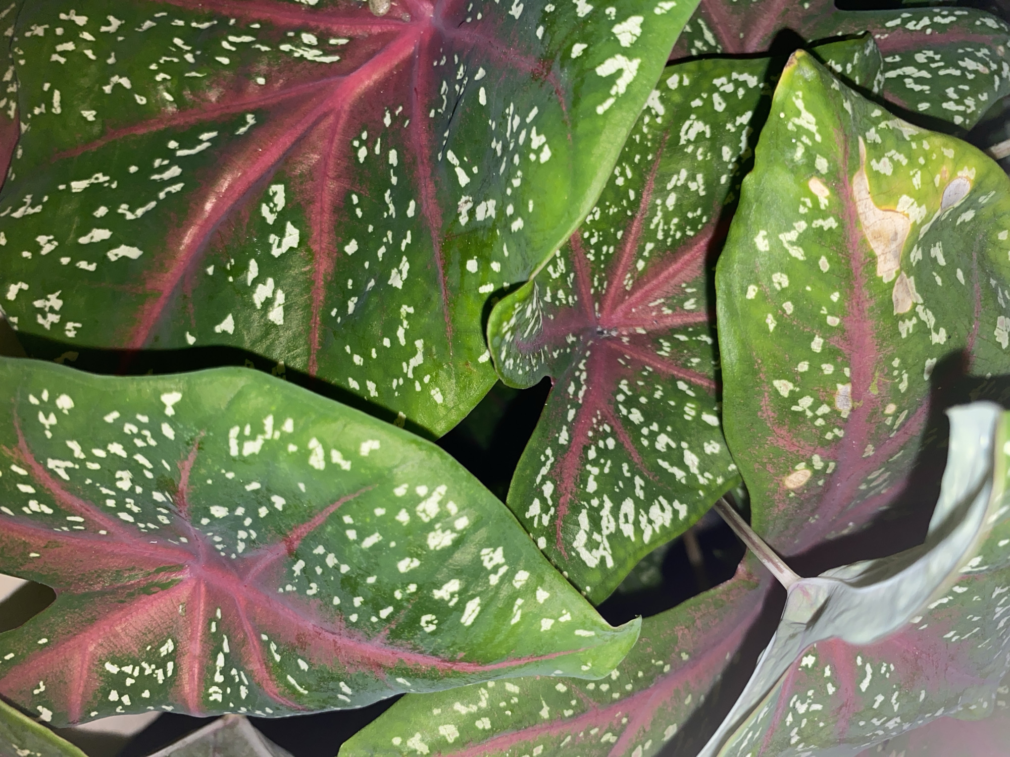 The image is a close-up, overhead shot of several large, heart-shaped leaves of a Caladium plant. The leaves display a striking pattern of deep green with vibrant pink veins radiating from the center. Scattered across the green areas are irregular splotches of white. The texture appears smooth and waxy, with some subtle veins visible. One leaf on the left side shows signs of slight browning and damage in a patch. The lighting is somewhat dim, creating a mood of natural, indoor growth. There are no people or identifiable objects outside of the plant visible in the frame. The setting is not discernible as a specific city or location.