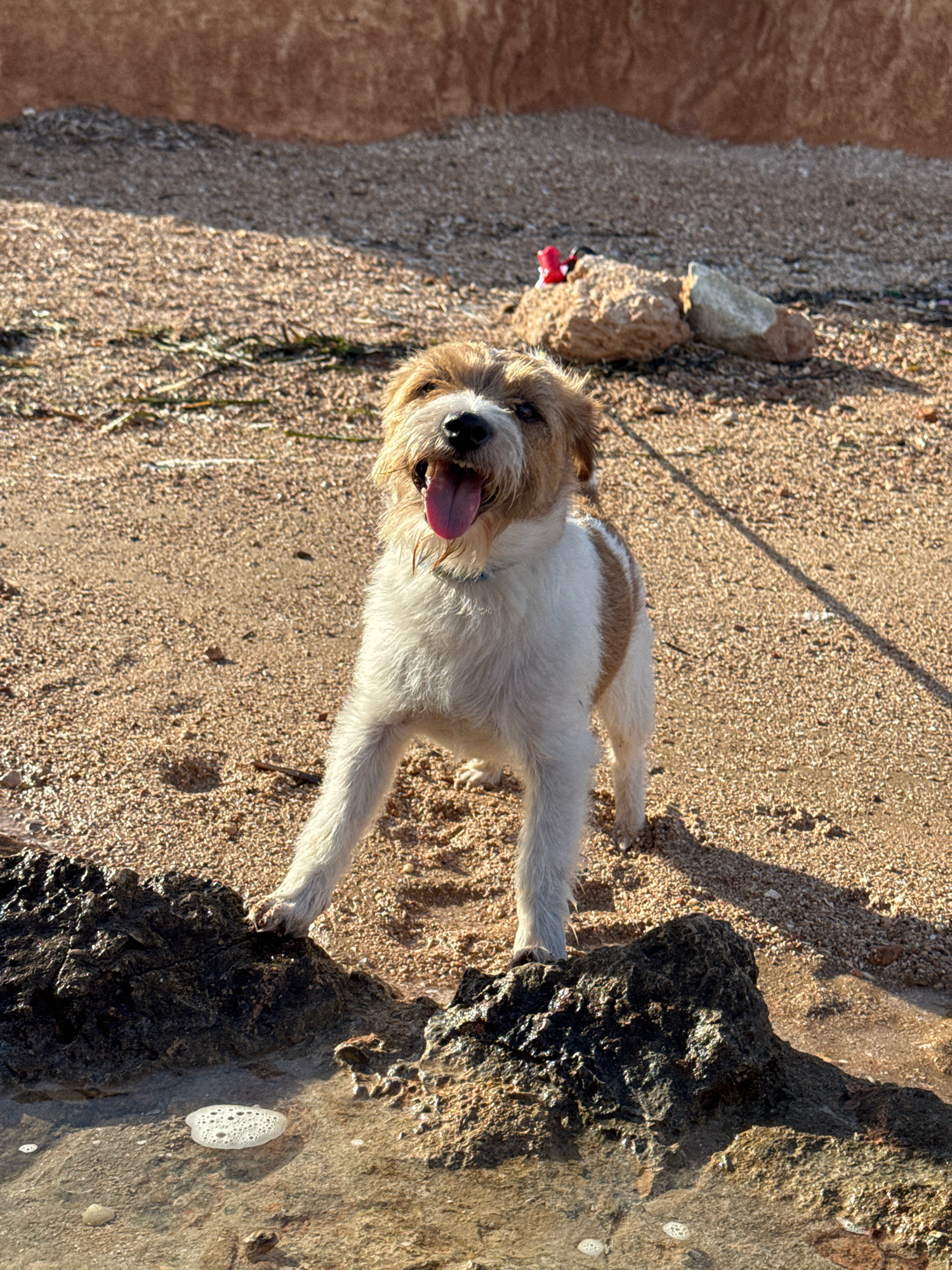 A medium shot captures a happy, tan and white, wire-haired dog standing on a sandy beach, its tongue hanging out. The dog is facing the camera with its head tilted slightly up and to the right. Its front legs are spread apart, with its left paw resting on a dark, wet rock. The background consists of more beach sand, with a rough, reddish-brown wall or cliff in the upper portion of the frame. Several rocks, one with a small red object on top, are scattered on the sand behind the dog. The bottom of the image shows shallow water with a cluster of white bubbles forming on the surface, near the rock where the dog's paw is placed. The lighting suggests it is a sunny day, casting shadows on the sand.