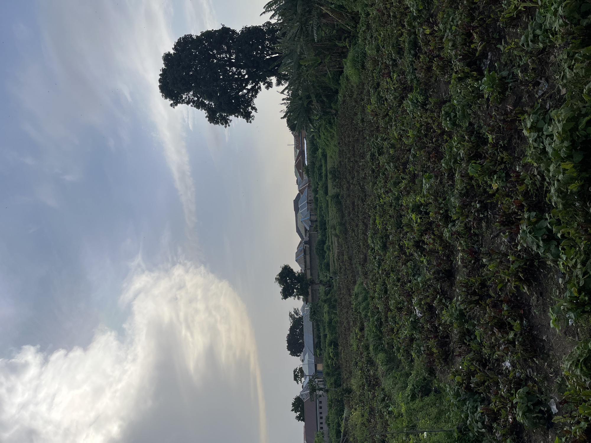The image captures a rural or semi-rural landscape in Rafin Par, Nigeria. In the foreground, a field of crops, possibly beets or similar leafy vegetables, extends into the mid-ground. The plants are densely packed and appear to be in various stages of growth, with some showing dark red or purplish foliage. Scattered amidst the crops are small pieces of debris, possibly plastic.
Behind the field, a line of buildings with corrugated metal roofs can be seen, suggesting a residential or agricultural community. These structures are of varying sizes and designs, with some featuring brick walls and others appearing more rudimentary. Several trees are interspersed among the buildings, including a large, dark-leaved tree dominating the right side of the frame. Banana trees with their characteristic large leaves are also visible to the right of the large tree.
The sky above is partly cloudy, with dramatic formations of white and grey clouds illuminated by what appears to be late afternoon or early morning sunlight. The overall impression is one of a working landscape, likely a farm or garden area, adjacent to a settlement.