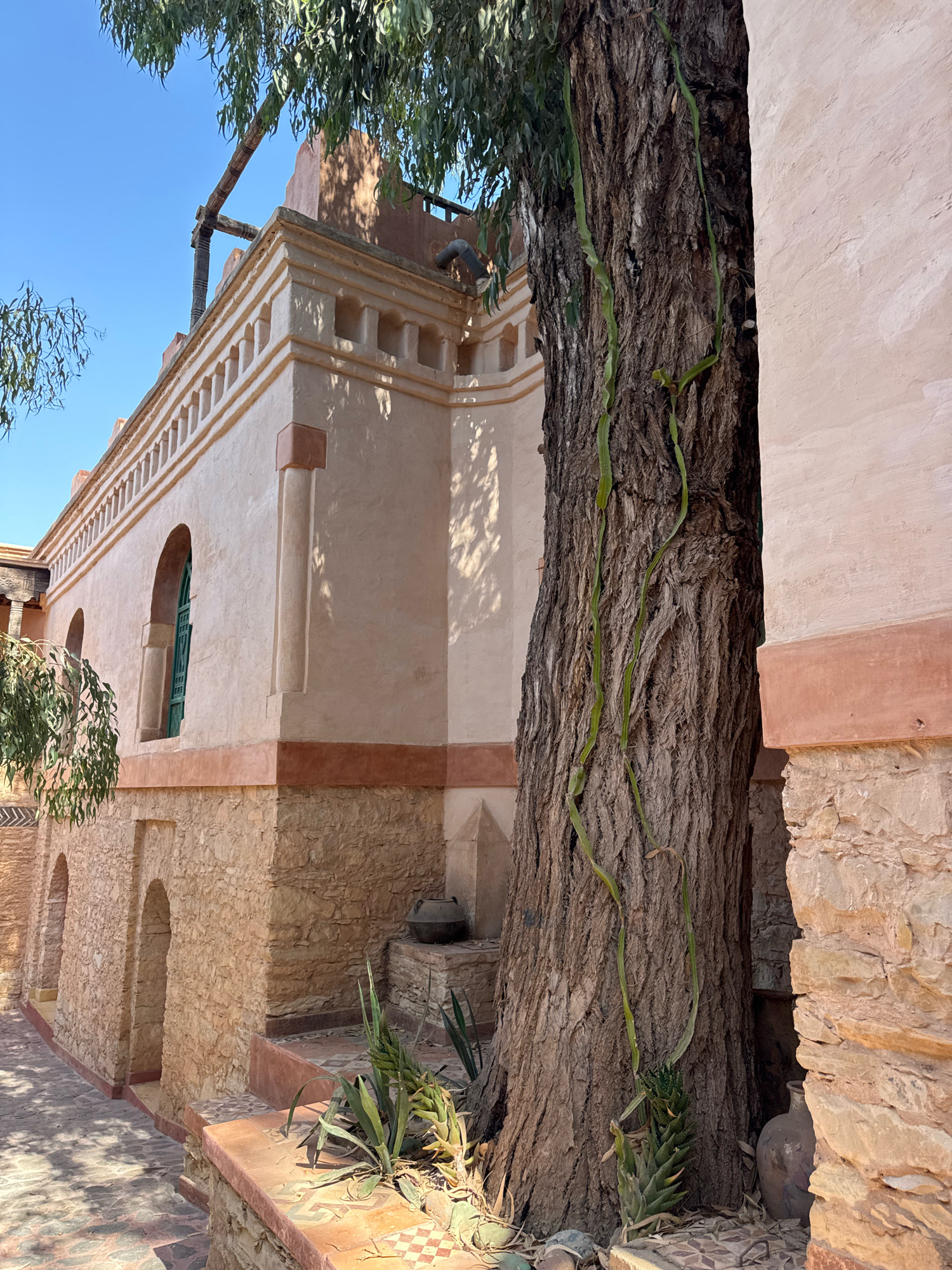The image shows an outdoor courtyard with an aged, thick-trunked tree in the foreground, its bark rough and textured with several green vines growing vertically up its side. The tree is positioned next to a light-pink building constructed with two distinct levels. The lower section is made of rough, tan-colored stone blocks, featuring arched doorways and windows. The upper section is rendered in smooth, light-pink stucco, adorned with a decorative cornice featuring a series of small, square cutouts along the top edge. A darker pink band runs along the base of the upper section and caps the stone lower level. A bright green-framed window is visible on the stuccoed wall. The ground is paved with flagstones and patterned tiles. In the background, another section of the building and a clear blue sky are visible. To the left of the tree, foliage from other plants and trees hangs down. The scene appears to be located in Agadir, Morocco, likely in a historical or traditional architectural setting given the building materials and style.