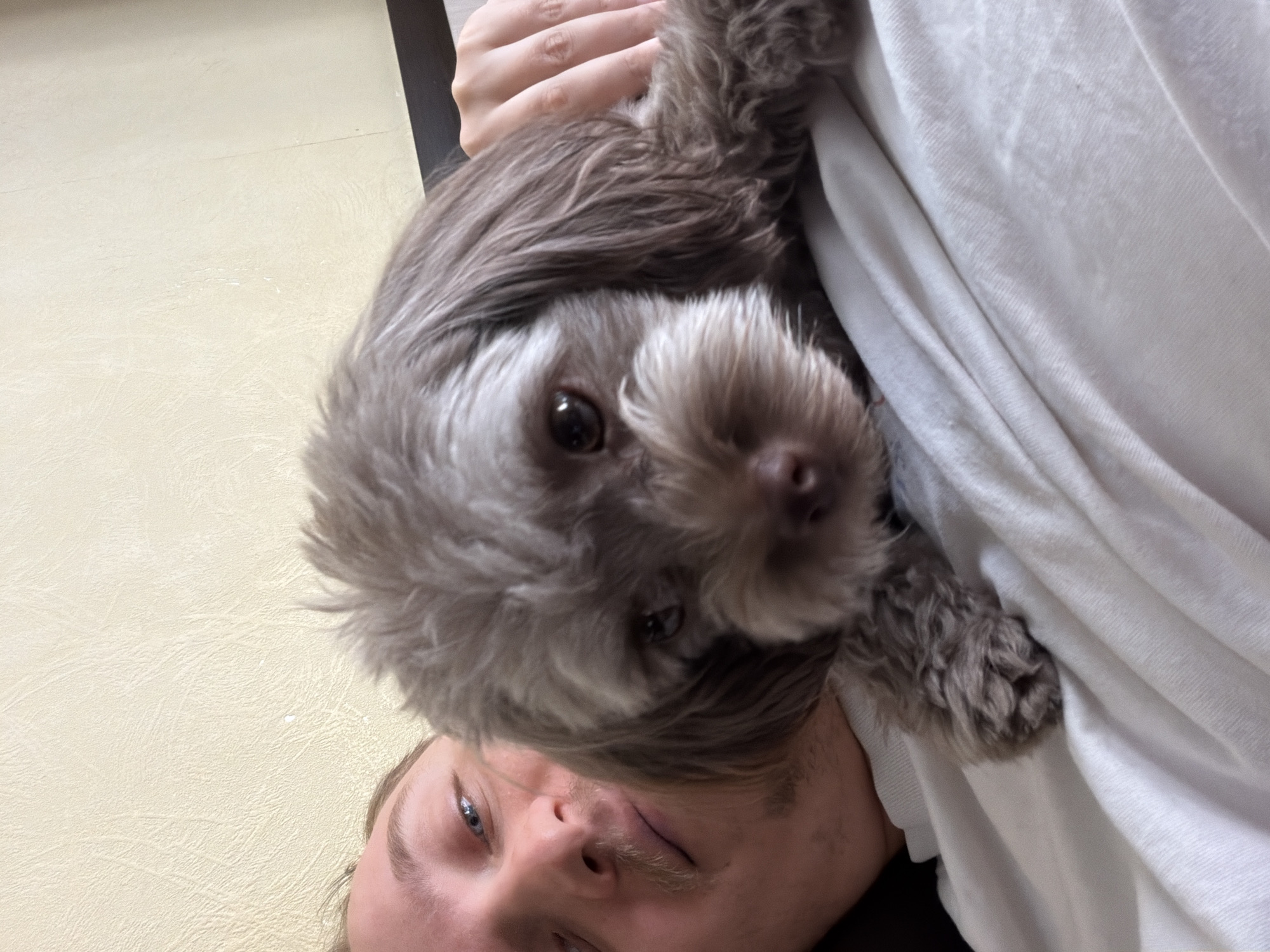 A person is holding a small, fluffy dog. The dog has light brown fur and dark eyes, and it is looking directly at the camera. The person's face is partially visible at the bottom of the frame, with their eyes looking up and slightly to the left. They have light brown hair and a mustache. The person is wearing a white t-shirt. The background is a textured, light-colored wall, possibly wallpaper. The overall scene appears to be indoors, with natural light illuminating the subjects. The image is taken from a low angle, looking up towards the dog and the person's face. The dog's paws are visible, one resting on the person's chest. The image is candid and intimate, capturing a moment of connection between the person and their pet. There is no visible text in the image.