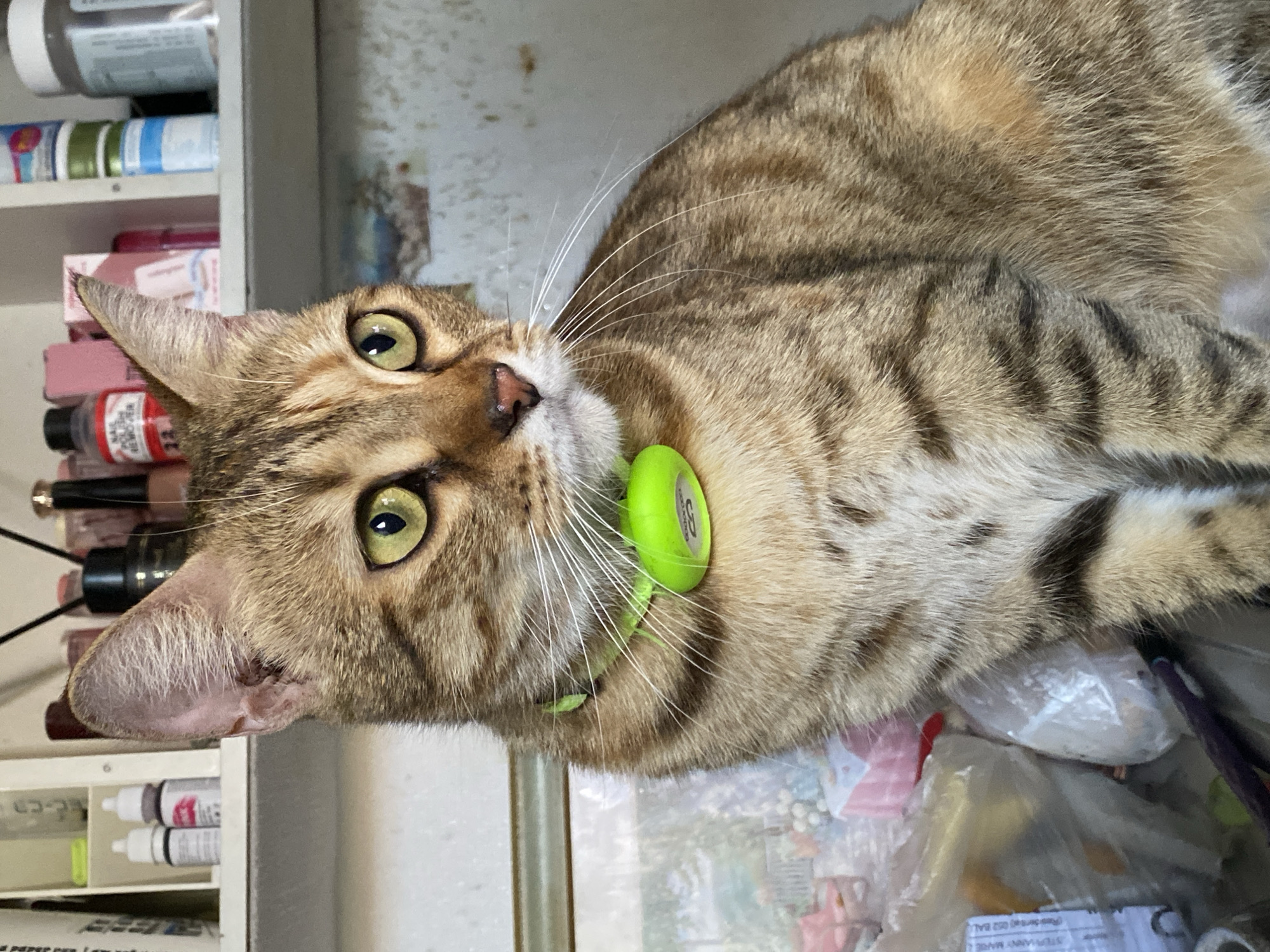 A tabby cat with a green collar lies on a surface littered with various items, including plastic bags and cosmetic products. The cat is looking upward with wide, yellow-green eyes. To the left, a shelving unit filled with small containers and bottles is visible. The location is indicated as Davao City, Philippines.