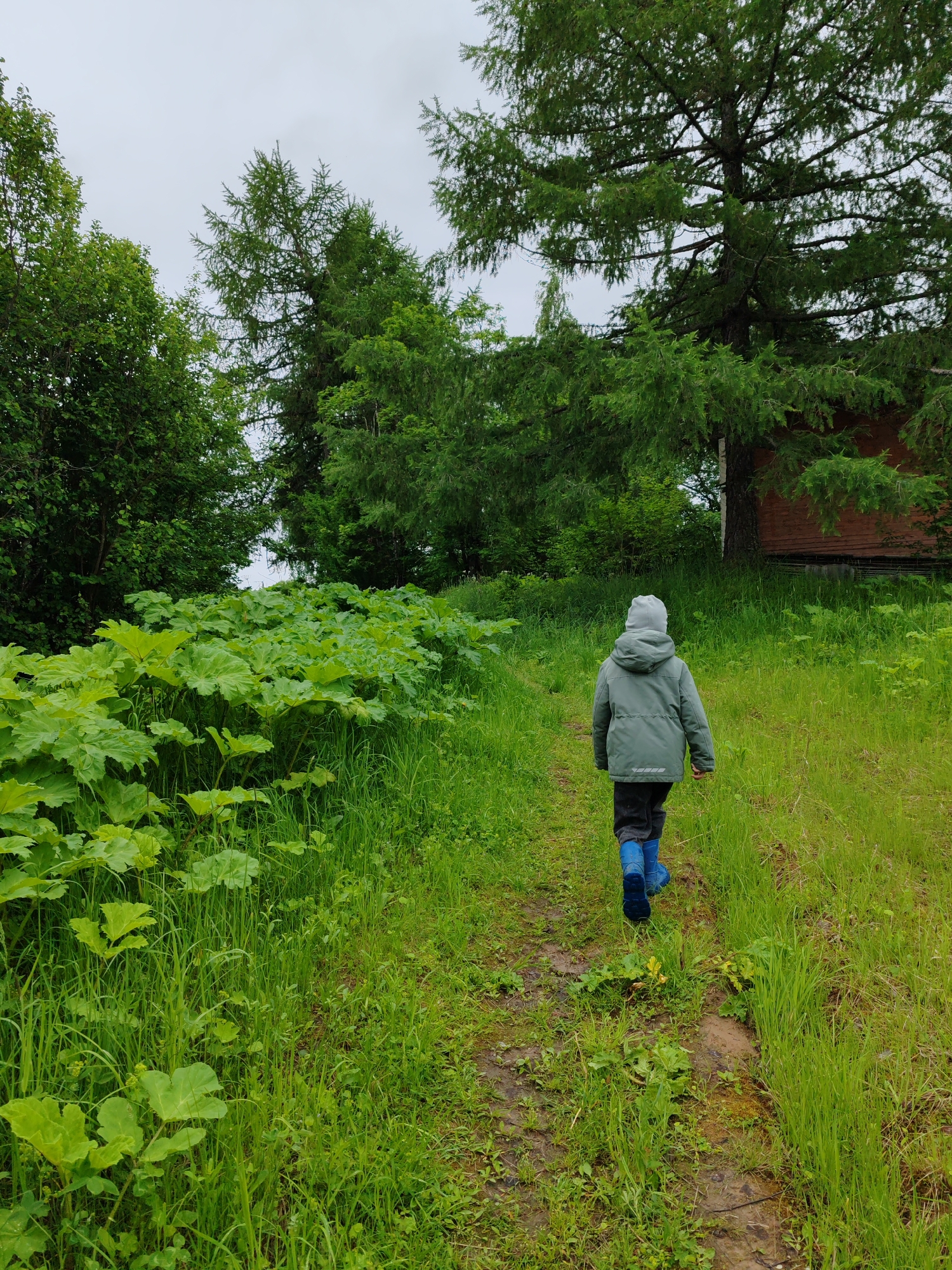 The image captures a child walking away from the viewer along a narrow, muddy path through a lush green landscape. The child, dressed in a grey hooded jacket, dark trousers, and bright blue boots, is moving towards a wooded area and a partially visible reddish-brown wooden building on the right.
The scene is dominated by vibrant greenery under an overcast sky, suggesting a cool or damp day. On the left side of the path, large, broad-leafed plants, possibly burdock or similar, grow densely. The path itself is uneven and appears wet or muddy in places. Tall grass flanks the path, giving way to a mix of coniferous and deciduous trees that form a dense canopy in the background and along the edges of the scene. The trees are tall and mature, contributing to a sense of natural wilderness.
No specific activity beyond walking is evident, and no facial expressions are visible on the child. The overall impression is one of quiet exploration in a natural, overgrown setting, likely in the area of Чухлэм, Russia. There is no visible text in the image.