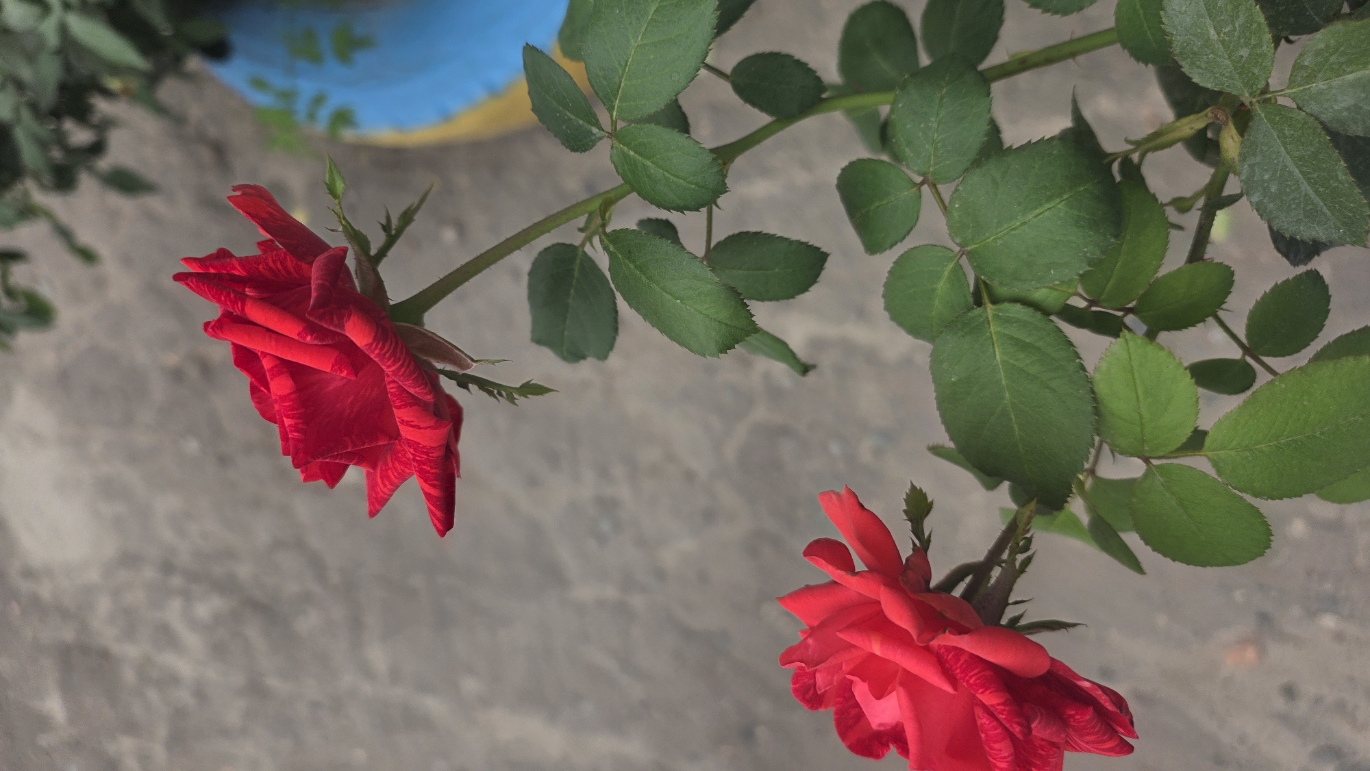 The image shows two vibrant red roses in bloom, their petals unfurled against a muted, textured background that appears to be concrete or a similar paved surface. The roses are positioned at different depths within the frame; one is in the foreground on the left, and the other is slightly further back and to the right, its bloom facing upward. Both roses have lush green foliage with serrated edges. The lighting suggests an outdoor setting, likely during the day, with a soft shadow cast on the concrete. The overall impression is a close-up shot of natural beauty amidst an urban or semi-urban environment. There are no people or animals visible in the image, and the focus is entirely on the flora. The context of Tokmok City, Kyrgyzstan is not discernible from the visual elements of the photograph itself.