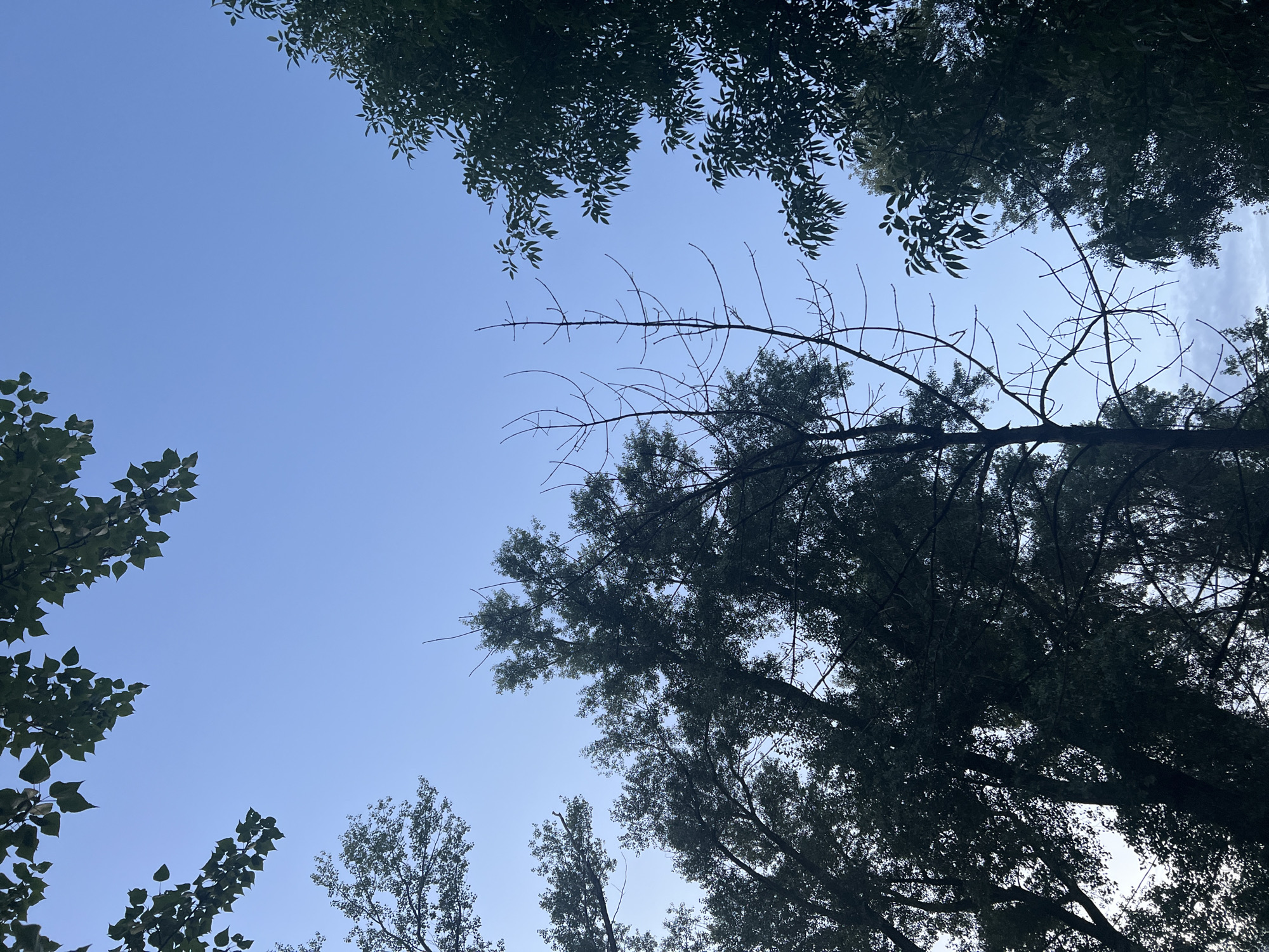 This is a low-angle, vertical shot looking up into a clear, pale blue sky, framed by the silhouettes of trees. The trees are dense and leafy in some areas, while in others, particularly in the center, there are bare branches creating a stark, skeletal pattern against the sky. The foliage appears dark green, almost black, due to the backlighting. There are no people or specific landmarks visible that would identify a precise location within Ulyanovsk, Russia. The scene suggests an outdoor environment, possibly a park or a residential area with mature trees. The lighting indicates it could be early morning or late evening, given the soft, diffused light and the clarity of the sky.