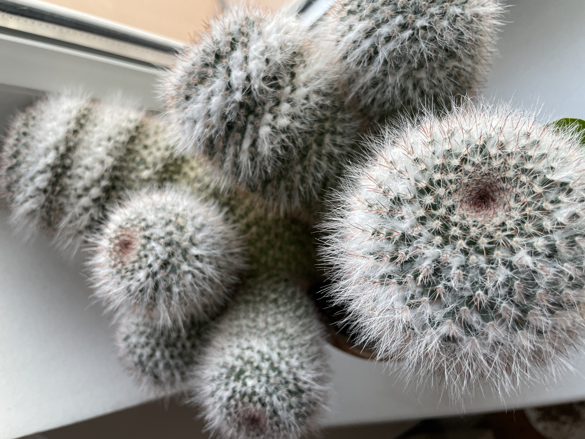 A close-up, high-angle shot captures a cluster of fuzzy white cacti with visible pinkish spines against a bright, undefined background. The cacti are primarily round or cylindrical, densely covered in fine white hairs that give them a soft appearance. Some of the cacti have small, reddish-brown spots on their tips. The overall texture is soft and fluffy, with hints of green peeking through the dense white covering. The lighting suggests an indoor setting, possibly near a window, given the bright, diffused light and the presence of what appears to be a window frame on the right edge of the image. There are no people, animals, or any other objects clearly identifiable in the scene. The location of this image in Unknown, Russia, is not indicated by any visual cues within the photograph.