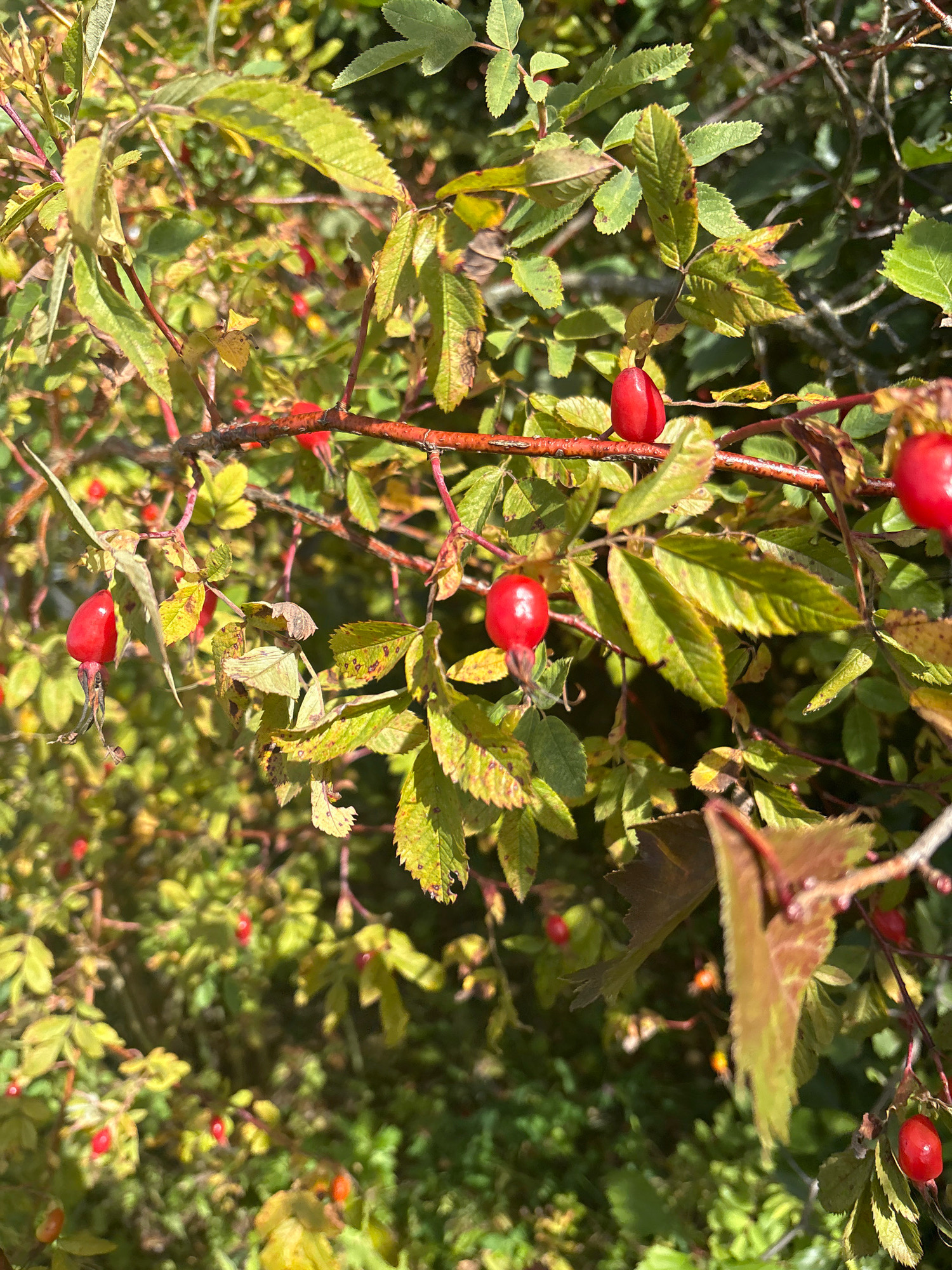 This image captures a close-up view of a rosehip bush in Murakino, Russia, under bright sunlight. The bush is laden with ripe, red rosehips, some of which are partially obscured by vibrant green and yellowing leaves. The branches are thin and reddish-brown. The background consists of more foliage and out-of-focus green vegetation, suggesting a natural or park-like setting. There are no people or animals visible in the scene. The overall impression is one of autumn bounty in a rural or suburban Russian environment.