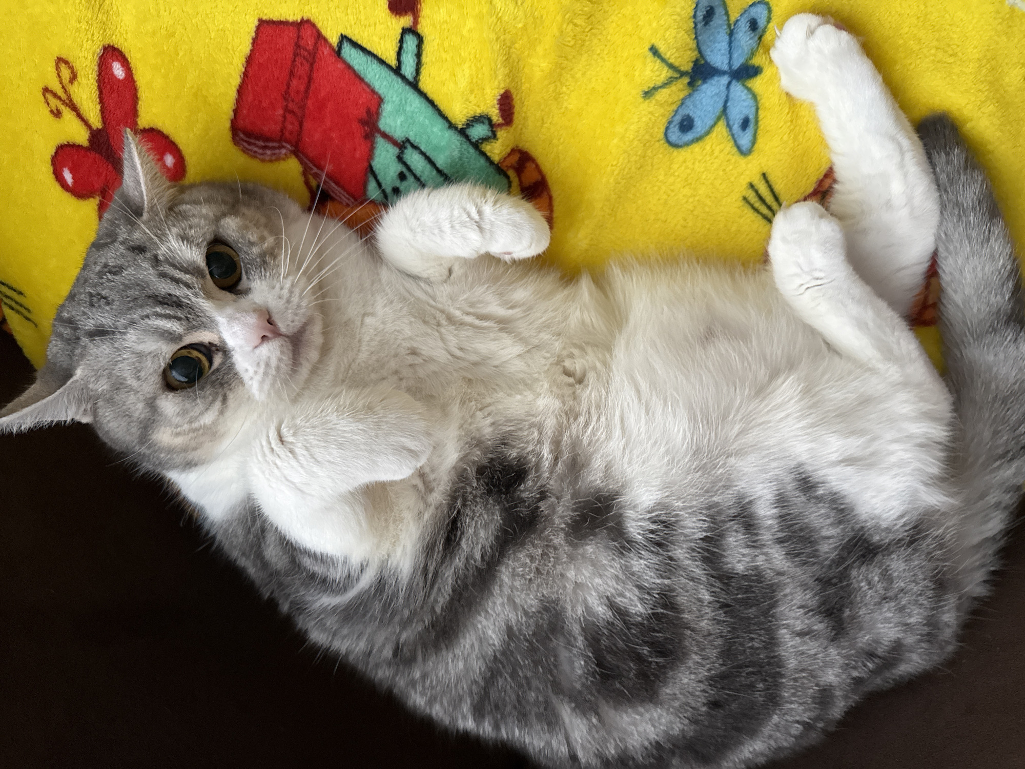 A gray and white cat with yellow eyes lies on its back on a yellow blanket decorated with colorful cartoon images including butterflies, a red truck, and a green object. The cat is positioned with its head to the left and its tail extending to the right. Its paws are held up near its chest. The blanket is partially covering a dark brown surface. The image was taken in a residential setting, and the location in the city of Chaikovsky, Russia, cannot be determined from the visual content.