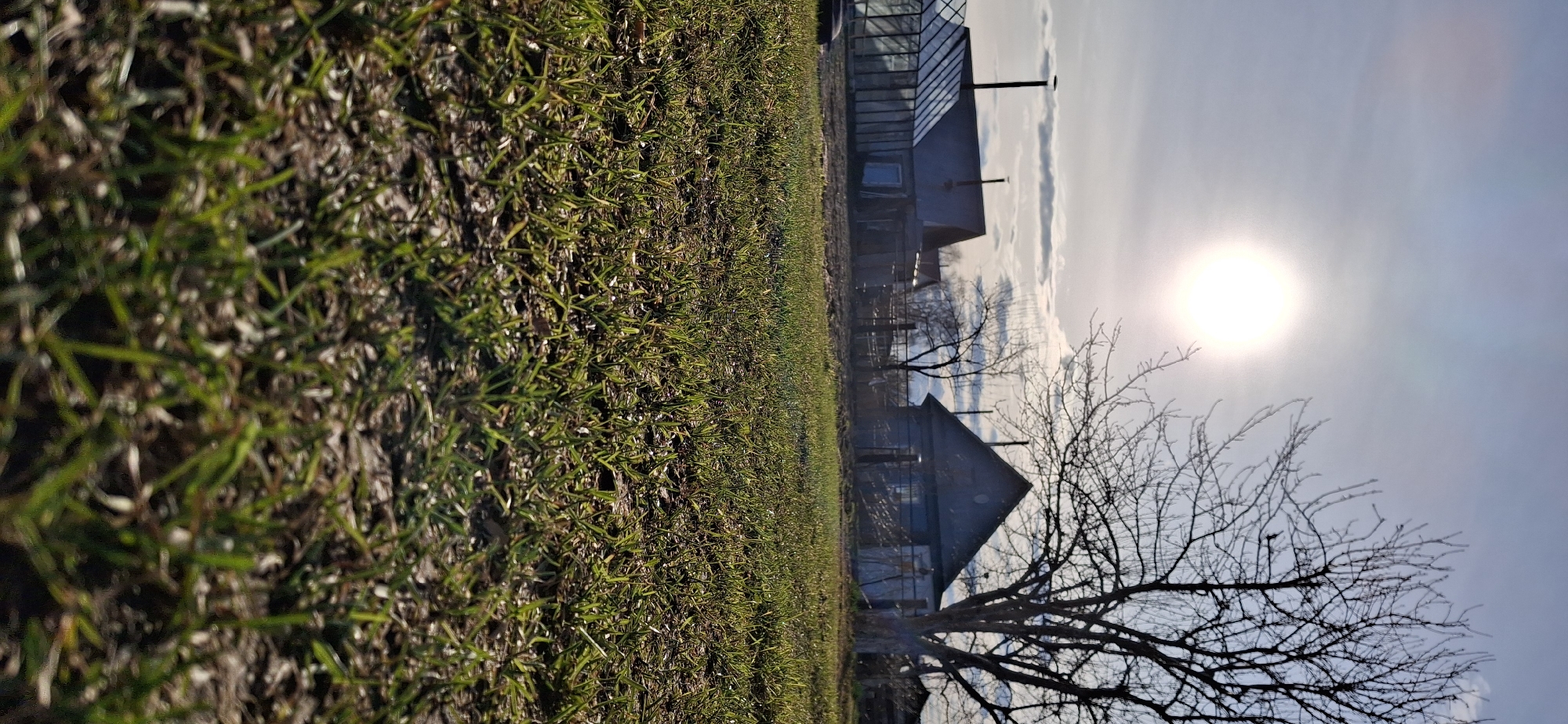 The image depicts a rural scene in Chaikovsky, Russia. Foreground: A patch of green grass fills the lower left quadrant, transitioning into a field of similar grass. Mid-ground: A small cluster of buildings is visible, including two small wooden structures with pointed roofs and a greenhouse. A bare tree stands to the right of the buildings. Background: The sun shines brightly in a pale blue sky with some clouds.