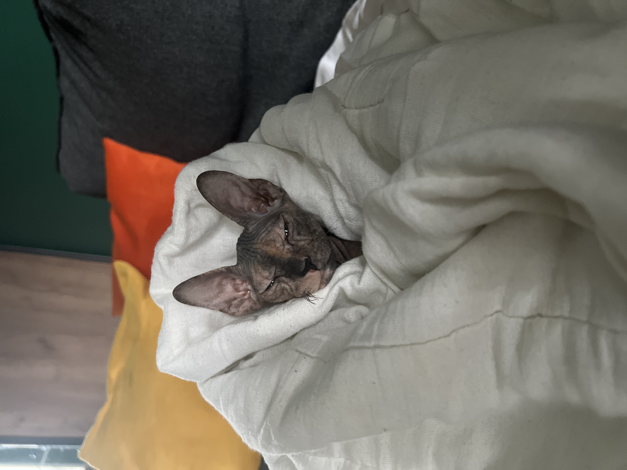 A Sphynx cat is seen nestled and partially wrapped in a soft, white blanket, appearing cozy and perhaps a bit sleepy. The cat's head is visible, with its characteristic wrinkled skin and large ears. Its eyes are mostly closed, and its expression is calm, contributing to an overall sense of comfort.
The setting appears to be indoors, likely on a bed or couch, given the presence of blankets and pillows. In the background, to the left of the cat, an orange pillow is visible, with a darker gray fabric (possibly clothing or another blanket) above it, and a deep green surface further to the left, which could be a wall or furniture. Below the orange pillow, a bright yellow pillow is partially seen. The lighting in the image is soft and somewhat dim, suggesting an indoor environment without harsh direct light. There is no visible text in the image. The scene conveys a moment of quiet rest for the cat in what appears to be a warm and secure spot in Kazan, Russia.
