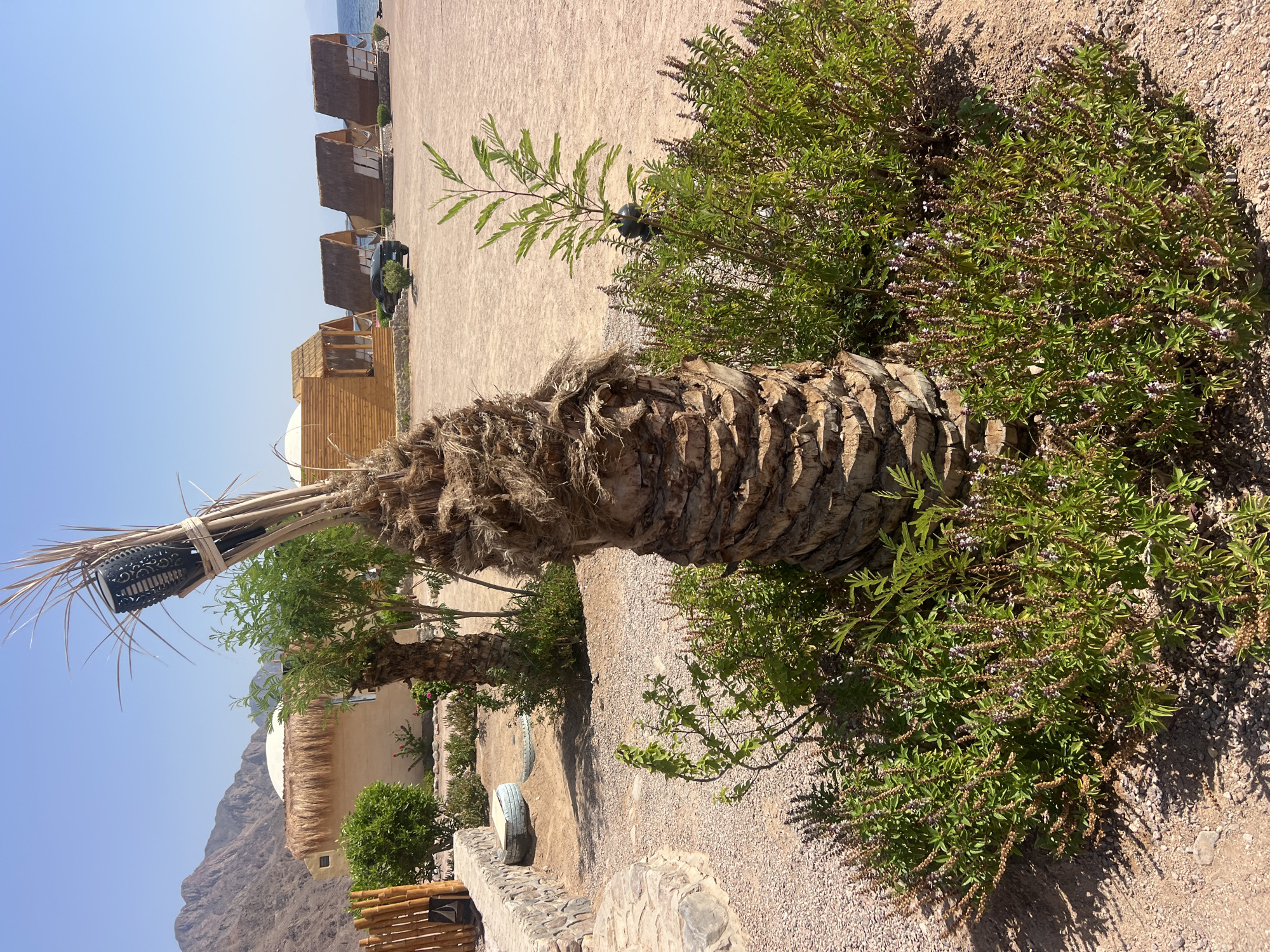 The image shows a resort area in Nuweiba, Egypt, on a bright, sunny day. In the foreground, a weathered palm tree trunk stands amidst lush green bushes with small purple flowers. A modern torchlight is attached to the upper part of the palm trunk with twine. Behind the palm, a row of wooden cabins with thatched roofs are visible, situated on a sandy ground leading towards the calm blue sea. Mountains form a backdrop to the scene. A dark-colored car is parked in front of one of the cabins. The environment is arid, typical of a desert coastal region.