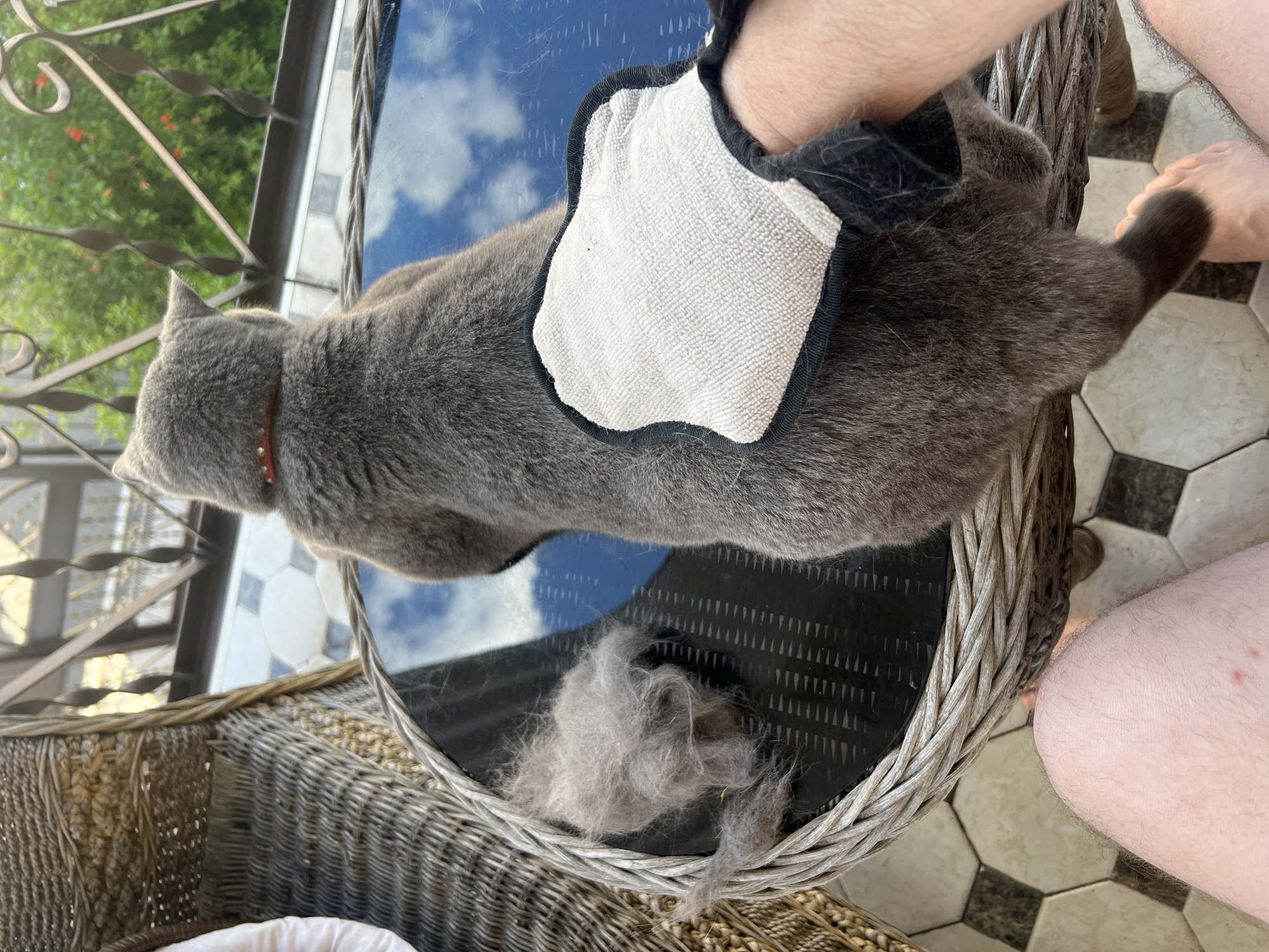 In Sochi, Russia, a grey cat is being groomed on a wicker patio table with a glass top. A pile of shed grey fur is visible on the table to the left of the cat. A hand wearing a grooming mitt is stroking the cat. The cat is wearing a red collar with studs. In the foreground, a person's leg is visible. The background shows a balcony railing and lush greenery, suggesting an outdoor setting.