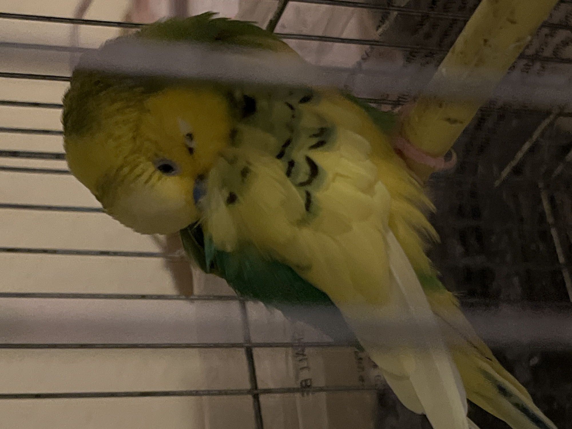 An indoor photograph, taken in Shumen, Bulgaria, captures a yellow and green budgerigar (parakeet) inside a wire bird cage, actively preening its feathers. The bird is positioned on a yellowish perch, which has a distinct pink band or ring around it, possibly for identification or as a toy.
The budgerigar has a predominantly yellow head and chest, transitioning to green on its back and belly. Its wings display intricate black scalloping patterns against a yellow background, and some white or very light blue feathers are visible on its tail. The bird's left eye is dark and prominent, and its cere (the fleshy area above the beak) is blue, suggesting it is likely an adult male. Its beak is light-colored.
The cage consists of horizontal and vertical metal bars, with some kind of paper or newspaper lining the cage floor or back. The ambient lighting appears dim, indicative of an evening or low-light indoor setting. On the paper lining the cage, the Cyrillic letters "Б И Ч" are discernible, likely part of a word or text from a newspaper or similar material. The scene conveys a calm moment of self-care for the bird within its enclosure.