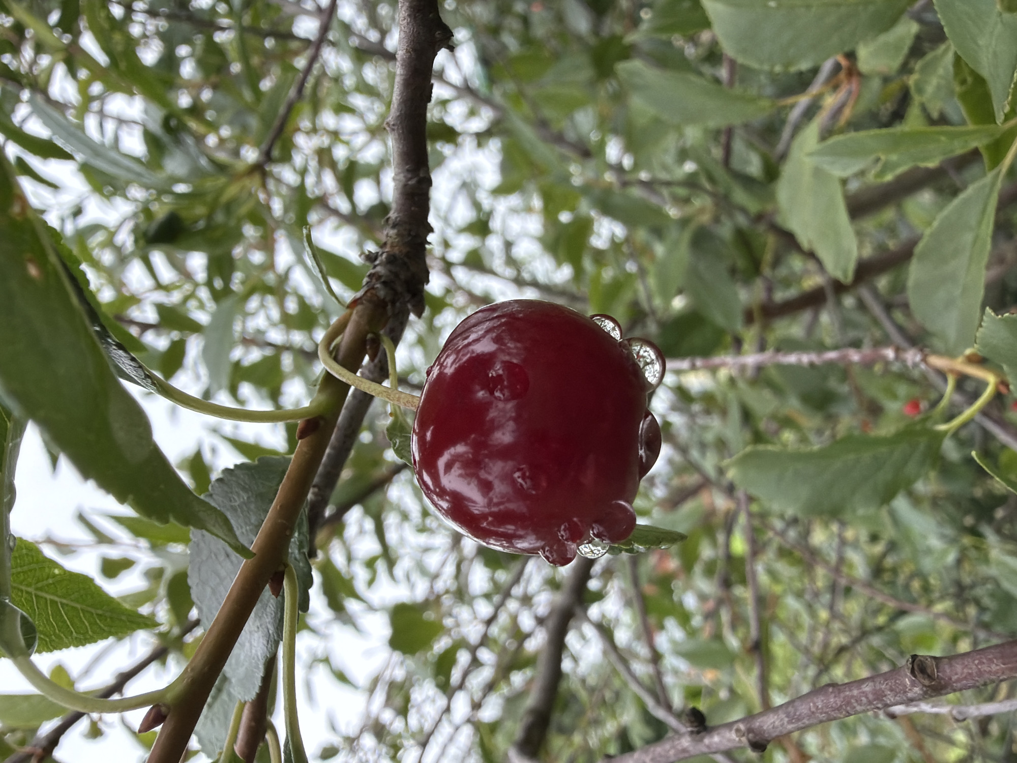 A single ripe cherry, dark red with water droplets, hangs from a branch of a tree. The cherry is in focus, and the background is a blur of green leaves and branches, suggesting an outdoor environment, likely a garden or orchard. The water droplets on the cherry indicate recent rain or watering. The lighting is overcast, contributing to a soft, diffused illumination of the scene. There are no people or other animals visible in the image. The location of Уральское, Russia is not discernible from the visual information provided.