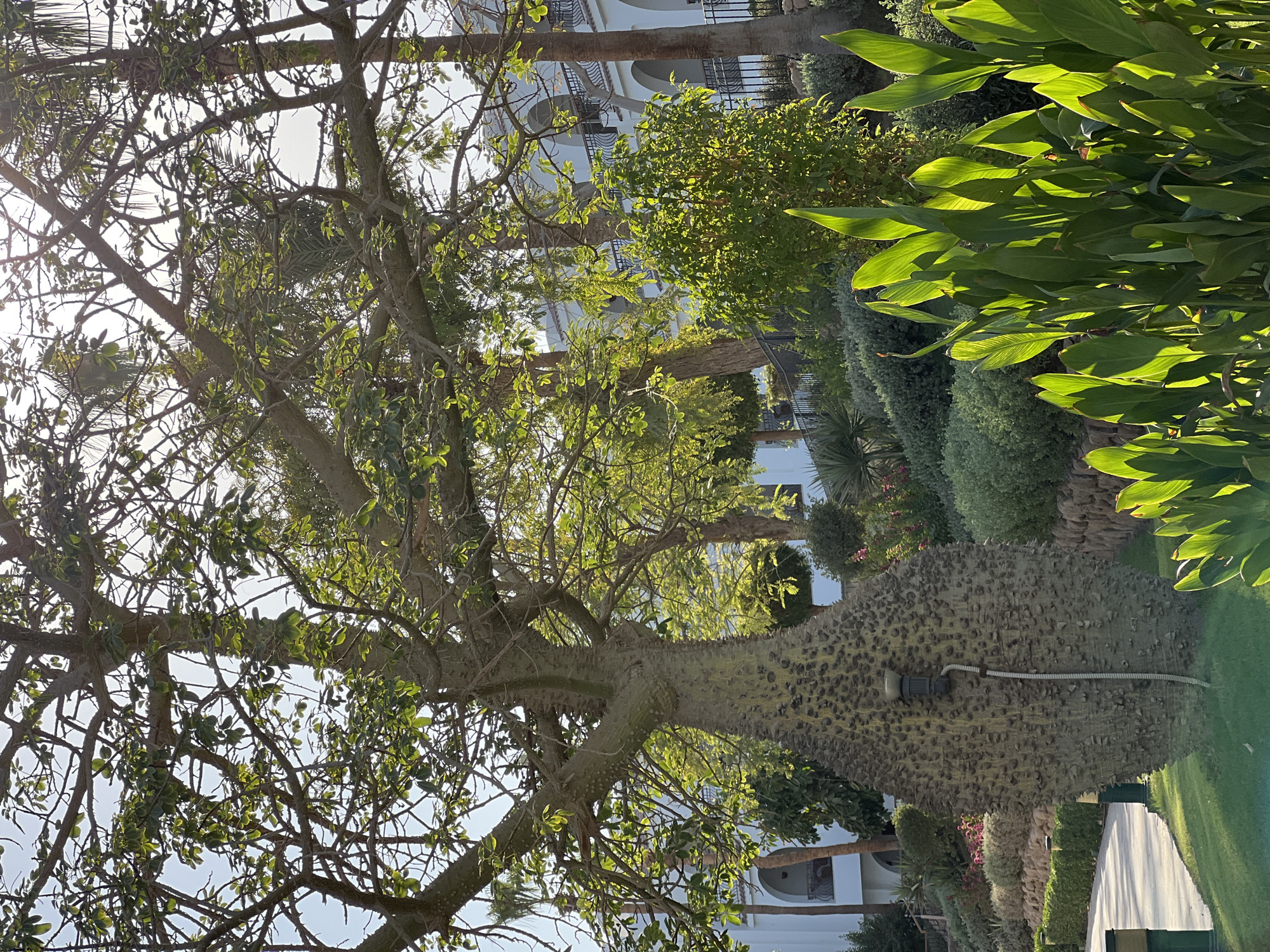 The image captures a sunny outdoor scene at a resort in Sharm El Sheikh, Egypt. In the foreground, a large, distinctive tree with a bulbous, spiky trunk stands prominently on a manicured lawn. A light fixture is attached to the trunk, with a conduit running down it. Behind this tree, a variety of lush green plants and shrubs are arranged on a tiered landscape, with a stone wall forming a lower retaining boundary. Further in the background, a white building with multiple arched windows and balconies is visible, suggesting it is part of a hotel or resort complex. The sky is bright and appears clear, with sunlight filtering through the branches of the trees, creating dappled lighting on the foliage and ground. The overall impression is one of a well-maintained, tropical resort environment.