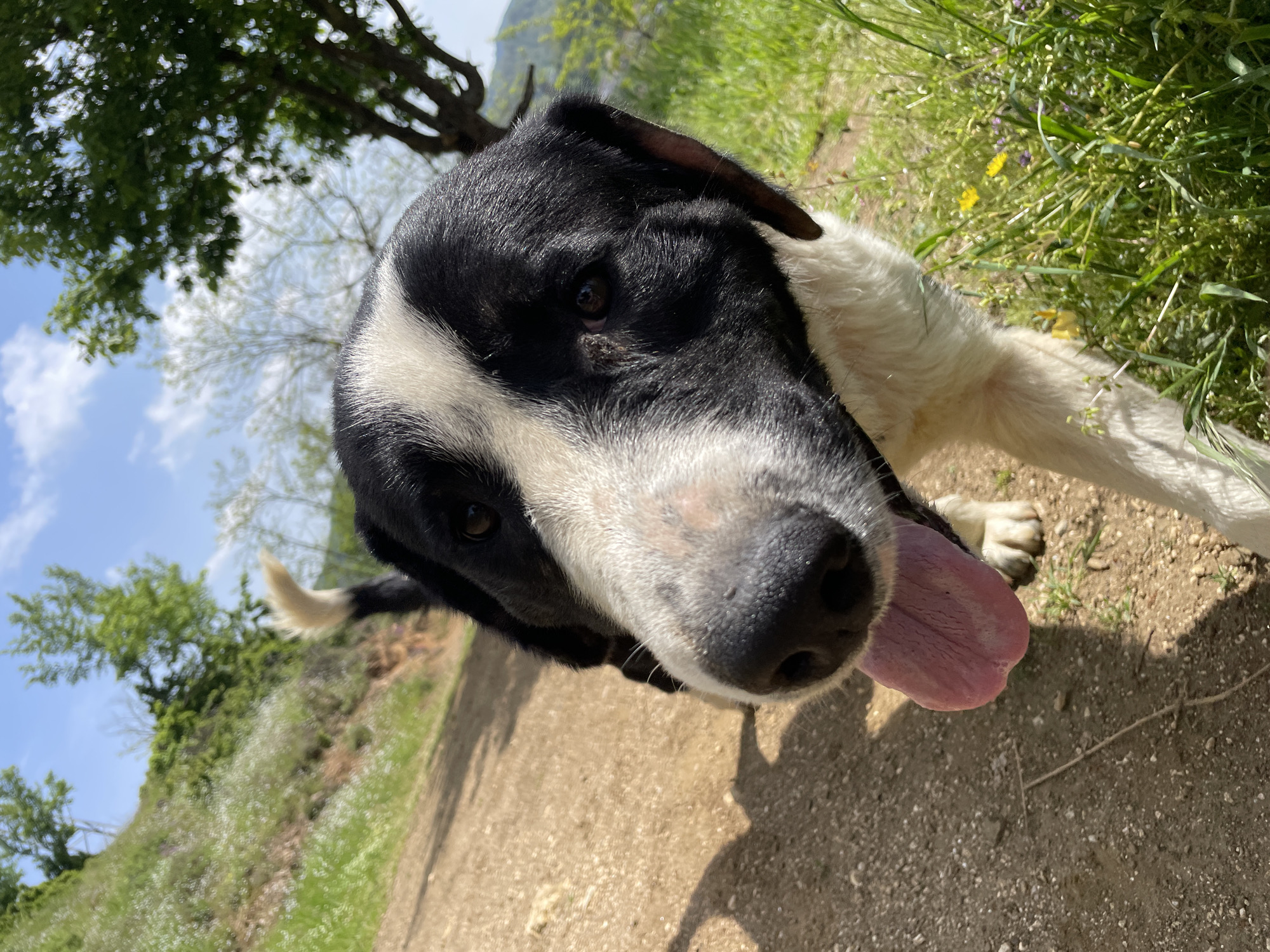 The image shows a black and white dog, likely a border collie mix, with its tongue sticking out. The dog is positioned close to the camera, resulting in a close-up view of its face. The background suggests an outdoor environment, possibly a trail, with greenery and trees visible. The location is likely near Zlatograd, Bulgaria, as indicated in the prompt's request to specify the city. The scene captures a moment with the dog seemingly panting or expressing affection, giving a casual and friendly impression. The environment appears natural and undisturbed.