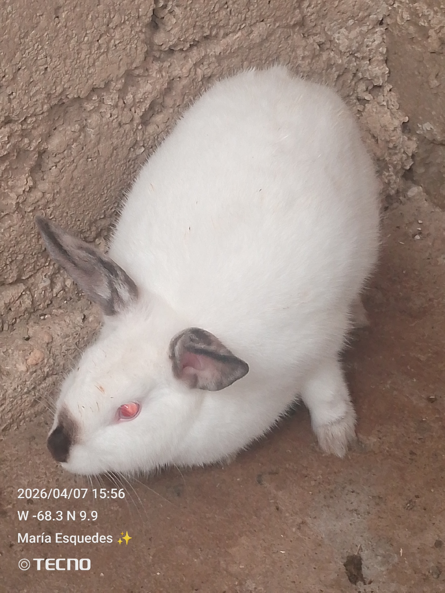 A photograph taken on April 7, 2026, at 15:56, at coordinates W -68.3 N 9.9, which corresponds to Tinaquillo, Venezuela, shows a white rabbit with gray markings on its nose and ears. The rabbit is positioned on a textured, tan-colored surface, possibly concrete or compacted earth, with a rough, mottled wall or surface in the background. The rabbit has one visible red eye. The image was taken with a TECNO brand device. The photographer is named María Esquedes.