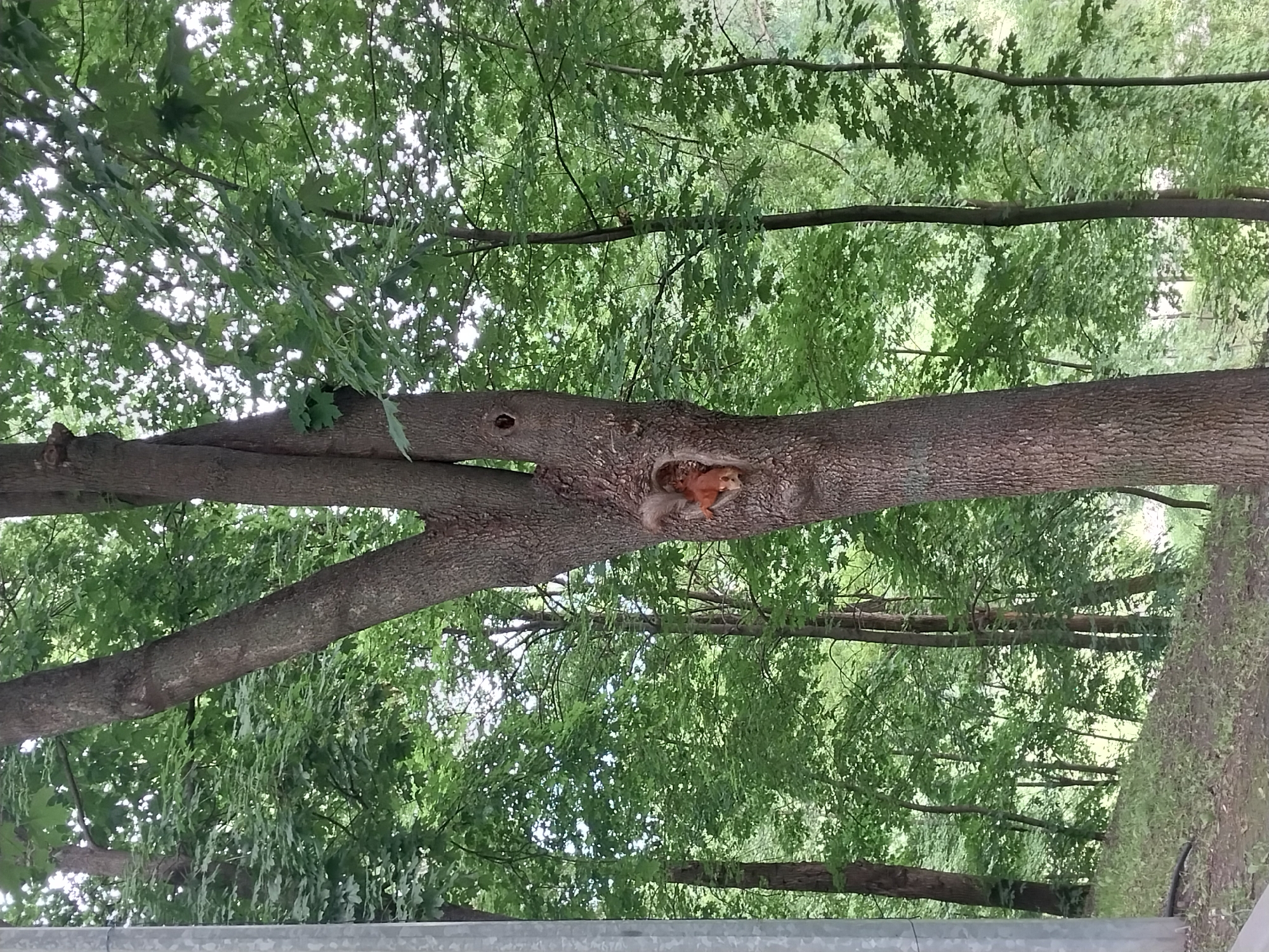 A red squirrel with a bushy tail is peeking out of a hollow in a tree trunk. The tree is in a park-like setting with lush green foliage surrounding it. The squirrel is positioned in the lower-middle section of the image, nestled within a dark opening in the bark. The background consists of a dense canopy of green leaves, suggesting a forest or wooded area. A light-colored pole is visible on the far left of the image, partially obscured by the tree. The ground in the foreground appears to be covered with dirt and sparse grass. The overall scene depicts a moment of wildlife activity within a natural environment.