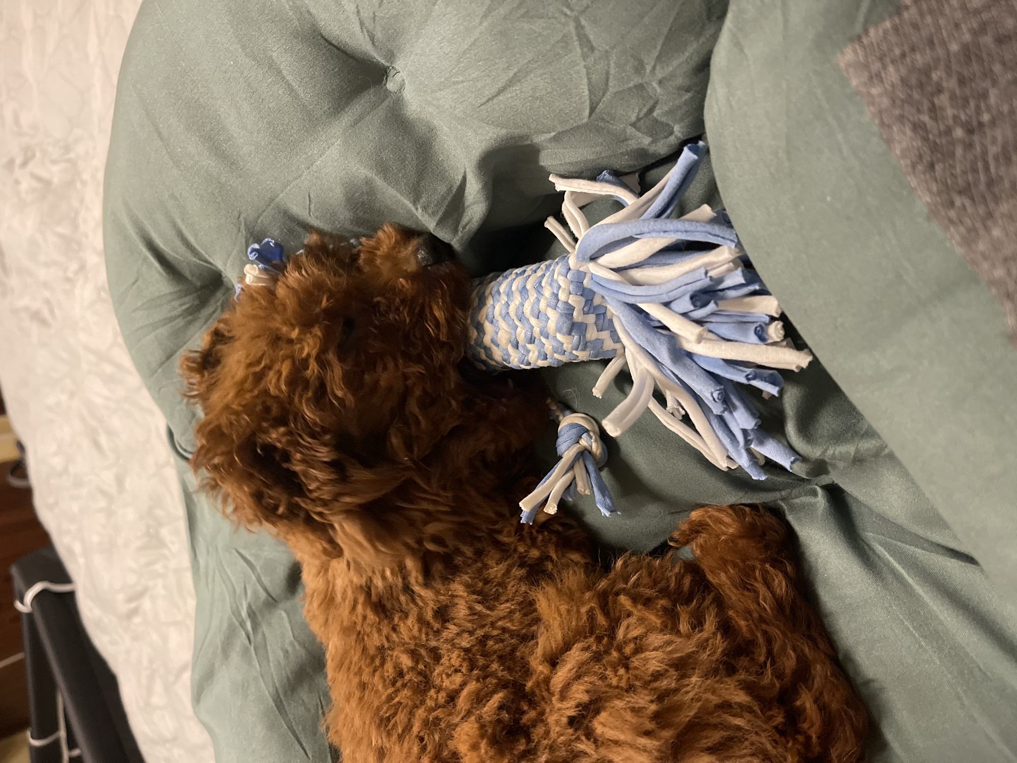 The image depicts an indoor scene in Sofia, Bulgaria. A reddish-brown, curly-haired dog, likely a small breed or puppy, is resting on its right side. Its eyes appear closed, indicating it is asleep or deeply relaxed. The dog's muzzle is pressed against a dog toy, which is constructed from interwoven light blue and white fabric strips and features tassels of the same colors at one end. The dog and toy are situated on a sage-green quilted surface, which exhibits visible indentations. In the upper background, a section of white, textured bedding is visible, along with a dark-colored object featuring a white trim, possibly a bed frame component. The lighting is soft and ambient.