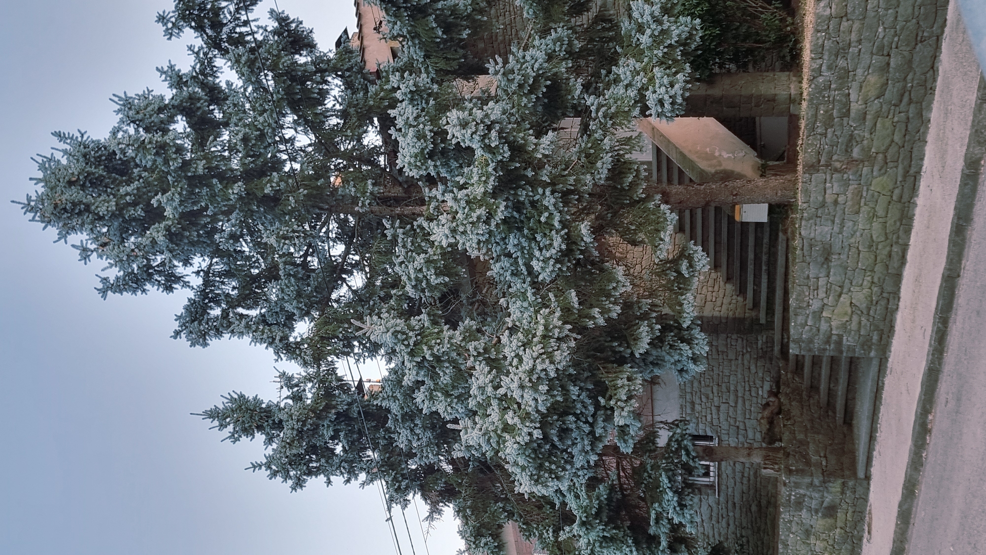 In La Canya, Spain, a series of blue spruce trees stand tall in front of a two-story building constructed with rough-hewn grey stone. The building has a pitched roof and a visible window on the left side. A stone retaining wall with a textured surface runs along the front of the property, with a set of concrete stairs leading up to the entrance of the building. Another set of stone stairs is visible to the left of the main entrance. The trees, characterized by their distinctive blue-green foliage, dominate the foreground and frame the building. Overhead power lines are visible between the trees and the sky. The ground in front of the retaining wall is paved with a light-colored surface, adjacent to a street. The sky is clear and overcast, with a pale, diffused light.