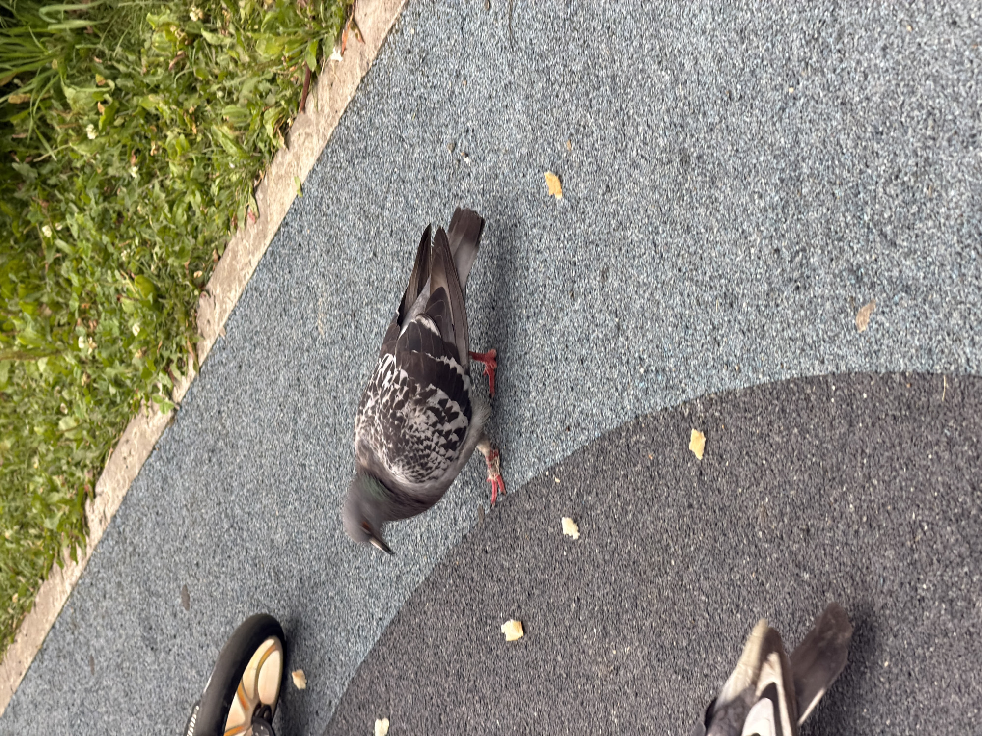 The image shows a close-up view of a pigeon on a textured gray and blue paved surface, likely an outdoor recreational area. The pigeon is predominantly gray with black and white markings on its wings and back. It has red feet and its beak is slightly open. There are several small, light-colored food crumbs scattered on the pavement around the bird. In the upper left of the image, a portion of a black and white shoe is visible, suggesting a person is nearby, though no person is clearly depicted. The background consists of lush green grass and some small white flowers, with a rough concrete border separating the grass from the pavement. The overall scene suggests a park or public space where people might be feeding pigeons. The image does not provide any specific details that would place it in Kazan, Russia.