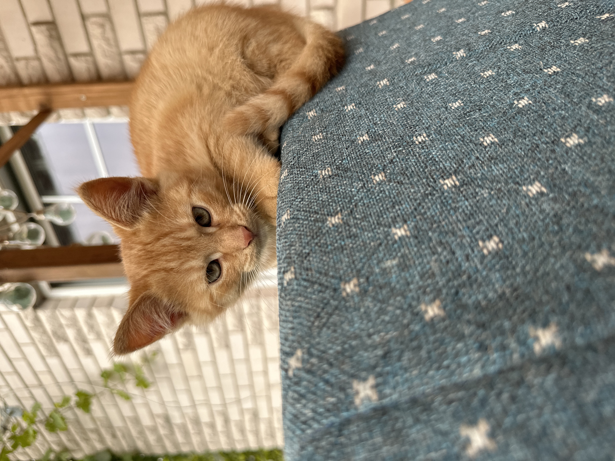 A ginger kitten with bright green eyes is perched on the edge of a teal-colored surface, possibly a table or bench, covered in a fabric with a subtle white star pattern. The kitten's fur is a warm orange hue, and its tail is curled around its body. In the background, a brick wall suggests an outdoor setting. The wall is made of light-colored bricks, and there is some greenery and wooden structures visible, hinting at a garden or patio area. The overall lighting is soft, suggesting it might be daytime, possibly overcast, as there are no harsh shadows. The focus is sharp on the kitten and the immediate surface it is sitting on, with the background slightly blurred. The scene appears to be a casual outdoor environment, perhaps a residential area in Vilnius, Lithuania, given the brickwork and garden elements.
