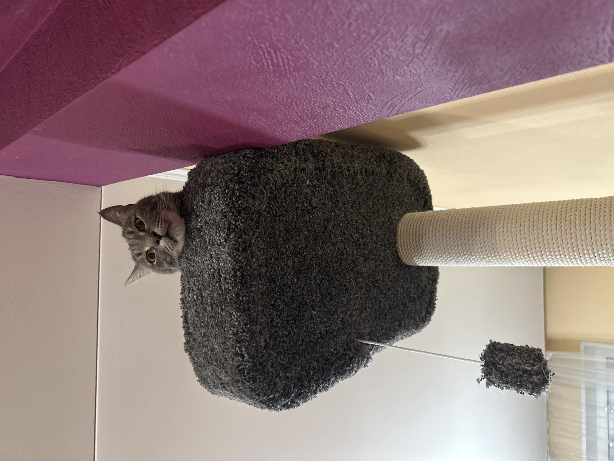A grey tabby cat is peeking out of the top level of a cat tree. The cat tree is covered in grey carpet, and a scratching post covered in light tan rope is attached. A small toy made of similar grey carpet hangs from a white string. The cat tree is situated near a wall painted light yellow, and a purple ceiling is visible above. The scene appears to be indoors. No information is available to determine the location as Krasnoyarsk, Russia.