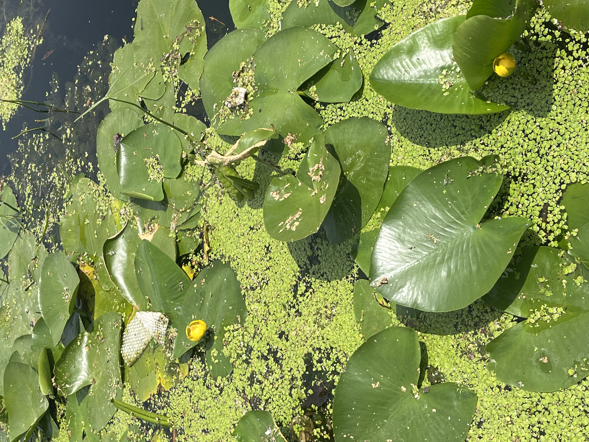 The image depicts a natural scene in the city of Joinville-le-Pont, France, featuring a body of water covered in abundant green duckweed and lily pads. Several large, green lily pads are scattered across the surface, some with visible veins and slight damage. Small yellow lily buds are present, with at least one in bloom. Small insects, possibly damselflies or dragonflies, are visible resting on the lily pads. The water is dark and reflects the surrounding greenery and the bright sky, indicating it is likely daytime and sunny. In one area, a white, porous structure, possibly a piece of debris or a natural formation, rests on a lily pad. The overall environment suggests a calm, natural aquatic setting.