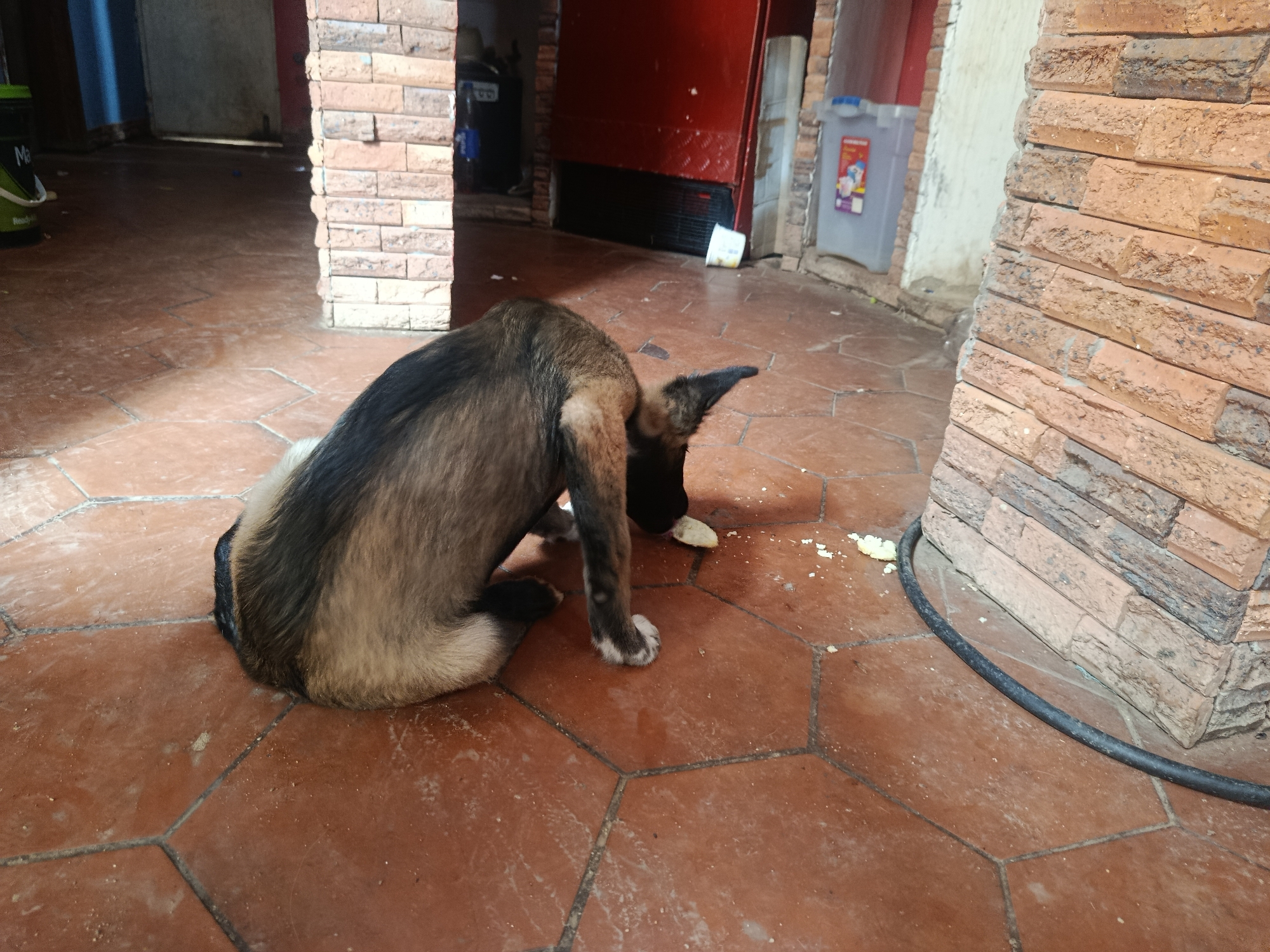 A medium-sized dog, tan with black markings, is sitting on a red-brown hexagonal tiled floor. It is eating something off the floor. The location appears to be an outdoor or semi-outdoor area with brick pillars. The environment includes exposed brickwork and a dark hose or cord on the floor. The scene is in Juan Griego, Venezuela.