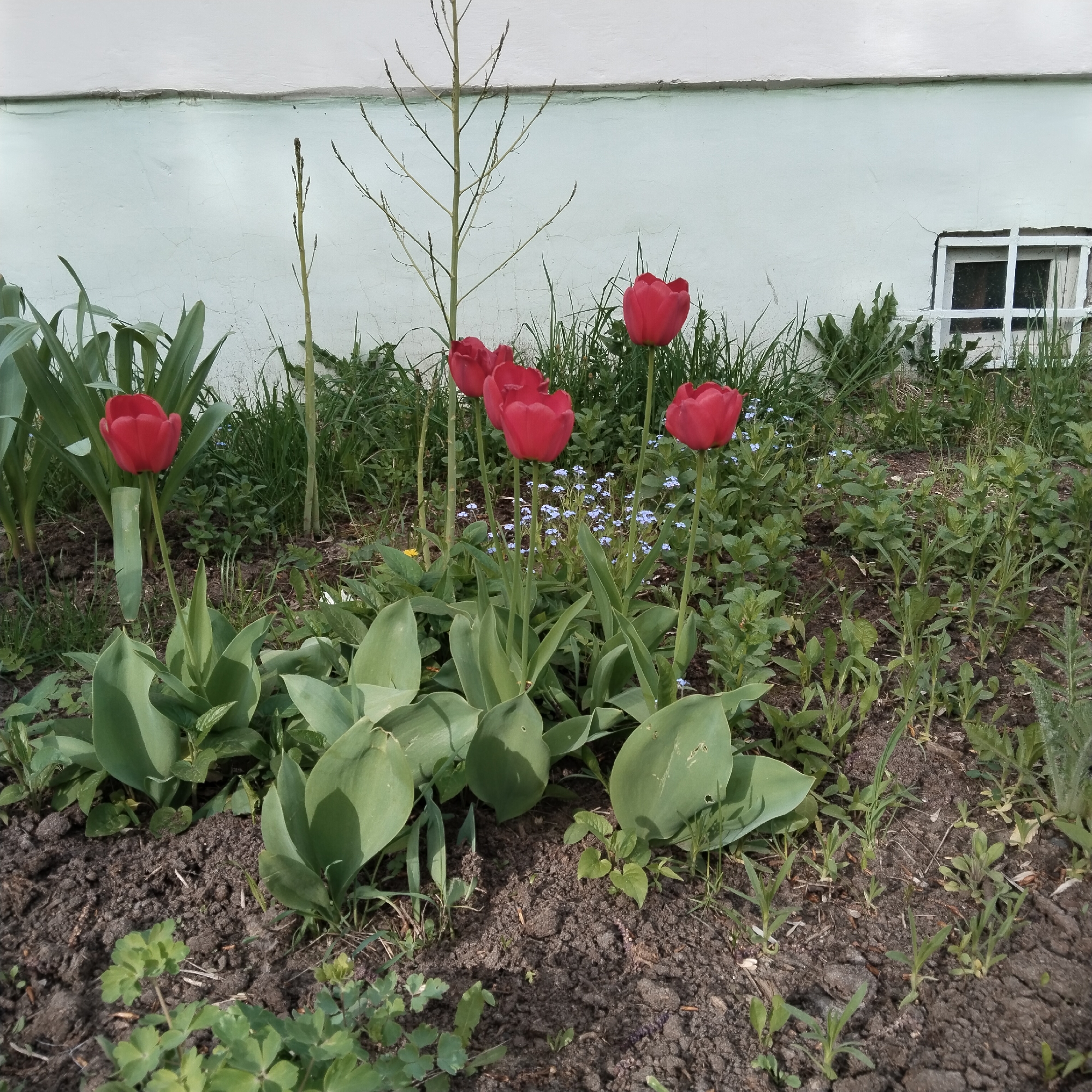 The image depicts a small garden in Chaikovsky, Russia. In the foreground, several red tulips are in full bloom, surrounded by their green leaves and various other green plants and weeds growing in the dark brown soil. A small patch of blue forget-me-not flowers is visible among the tulips. Behind the tulips is a light-colored wall with a small basement window to the right. Tall, thin, bare stalks rise up from the ground behind the tulips. The environment appears natural and unkempt, with no signs of human activity beyond the presence of the cultivated tulips and the building in the background.