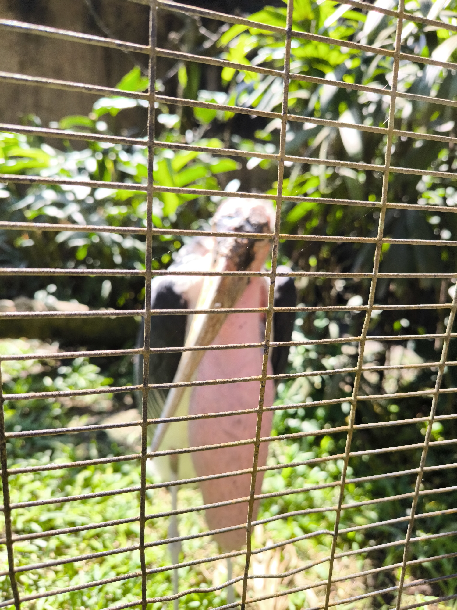 A marabou stork is standing behind a metal fence in a zoo enclosure. The bird has black wings, a pink body, and a long, pale bill. It is facing away from the camera, with its head turned to the left. The background is filled with lush green foliage. The image appears to have been taken in the city of Sukawati, Indonesia, likely at the Bali Zoo.