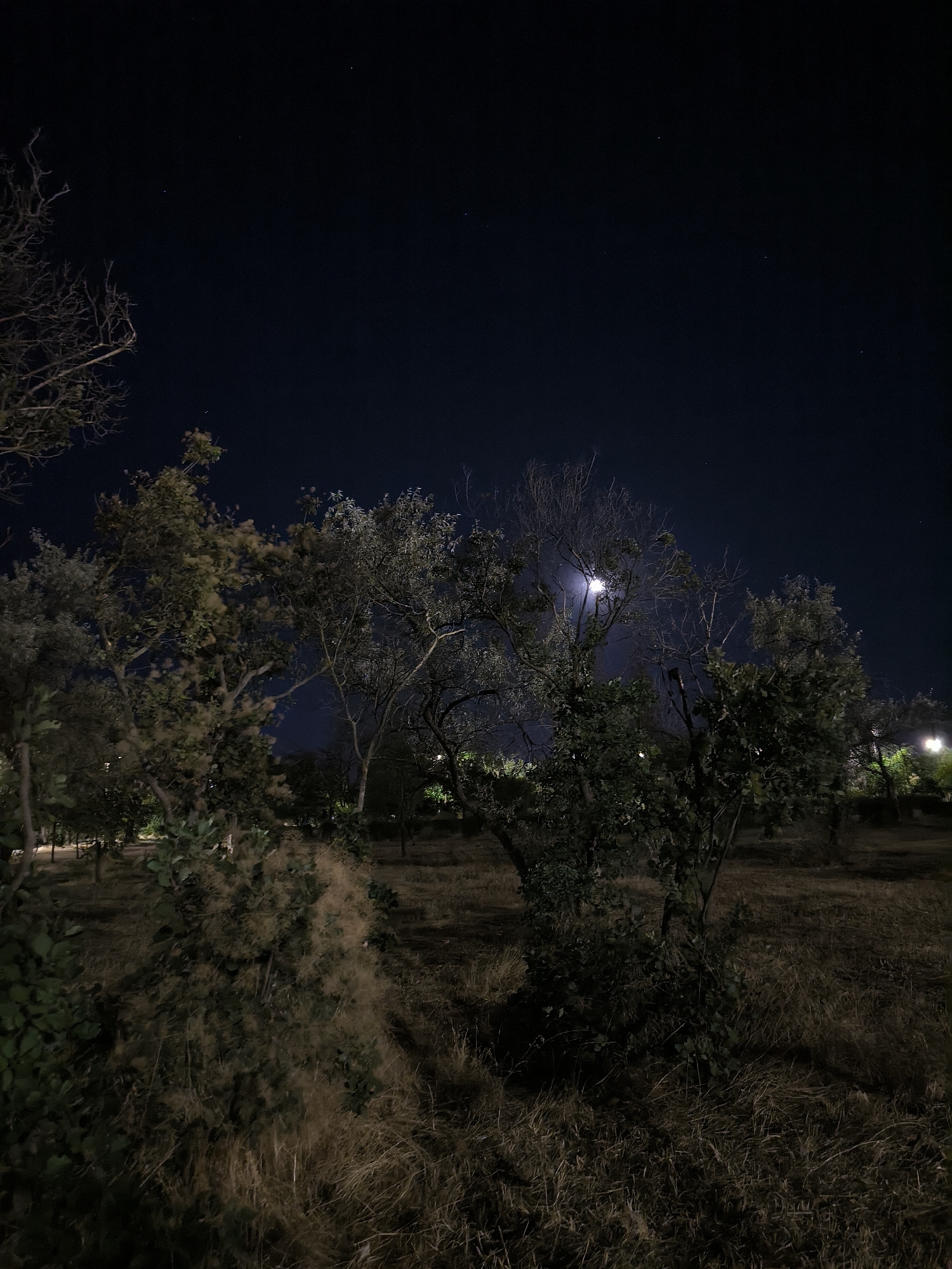 An outdoor scene at night shows a dark sky with a few visible stars. In the mid-ground, trees with some foliage and bare branches are illuminated by an unseen light source, possibly the moon, which appears as a bright orb partially obscured by tree branches. The ground is covered in dry grass and shadows. In the background, there are hints of artificial lighting, suggesting a developed area, possibly a park or a residential street. The overall impression is one of a serene, yet somewhat desolate, nighttime landscape. No specific landmarks or recognizable elements of Mykolaiv, Ukraine, are discernible in the image.