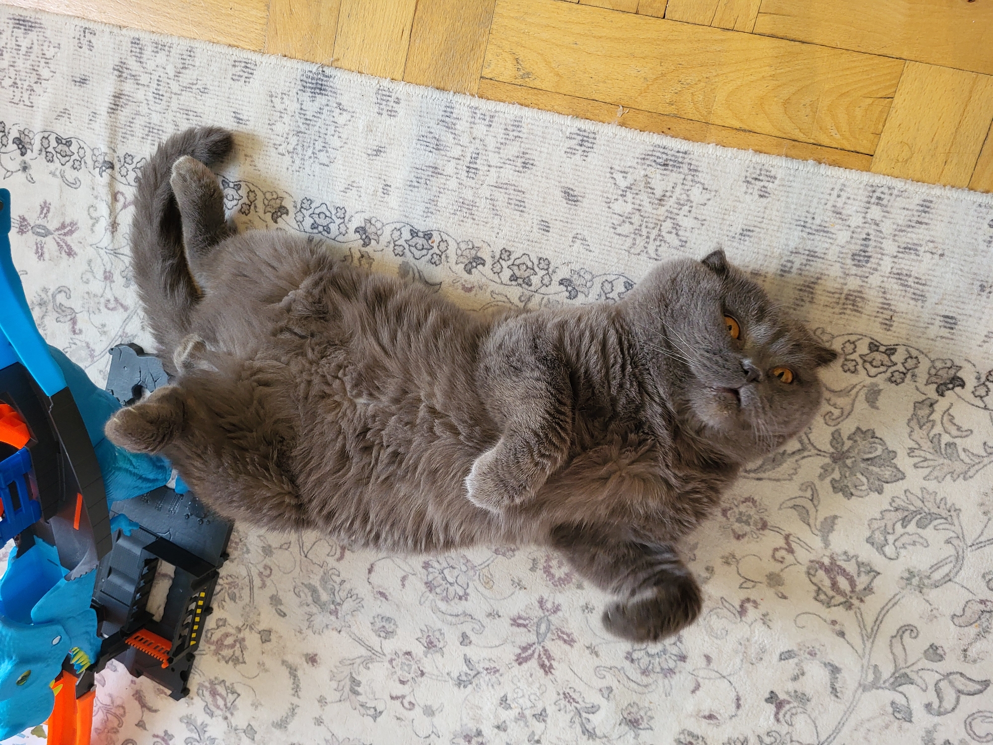 A fluffy gray cat is lying on its back on a rug. The cat has orange eyes and is looking at the camera. The rug has a floral pattern in shades of gray and purple. To the left of the cat is a blue and orange toy dinosaur with a track. The rug is on a wooden floor.