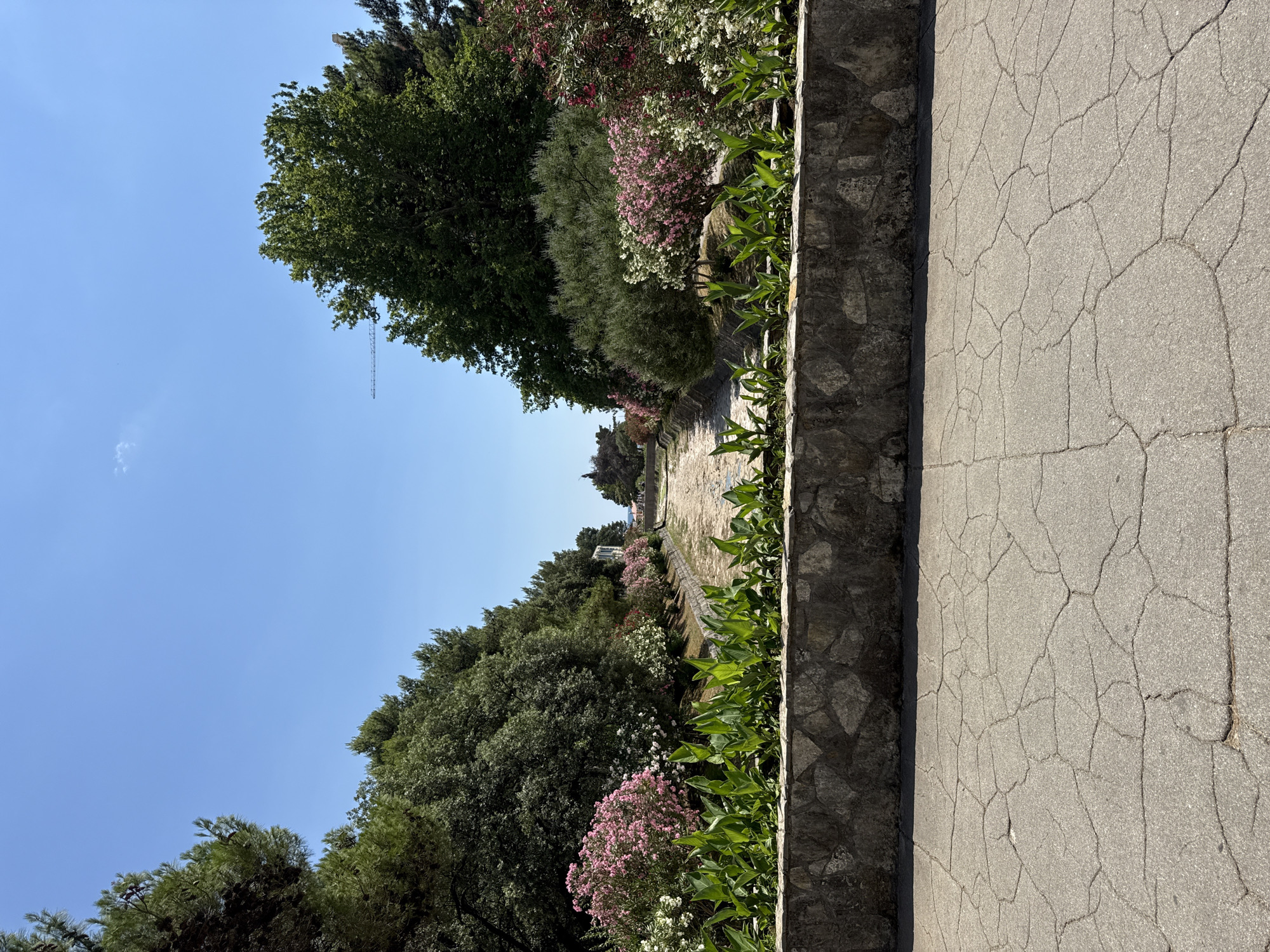 This is a photograph of a pathway lined with a stone wall and lush greenery. The pathway is made of cracked asphalt and runs uphill. To the left of the pathway is a stone wall topped with vibrant green plants. Beyond the wall, a dense variety of trees and flowering bushes can be seen. The trees are tall and leafy, with a mix of dark green and lighter green foliage. There are clusters of pink and white flowers interspersed among the greenery. The sky above is a clear, bright blue, suggesting a sunny day. In the distance, at the top of the pathway, structures and more vegetation are visible, hinting at a park or garden setting. A thin, tall metal structure, possibly a radio tower or mast, can be seen against the sky in the upper left portion of the image. The scene appears serene and natural, bathed in natural light. The time of day appears to be daytime, likely morning or afternoon, given the strong sunlight and clear skies. The overall mood is peaceful and inviting. No people are visible in the frame.